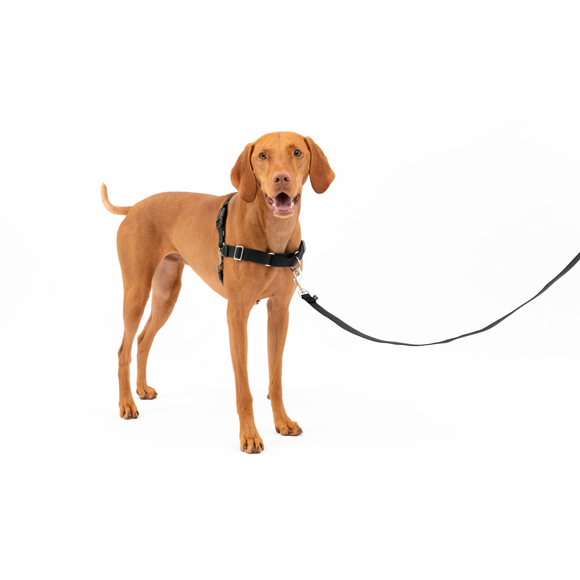 Dog leash no pull hot sale harness