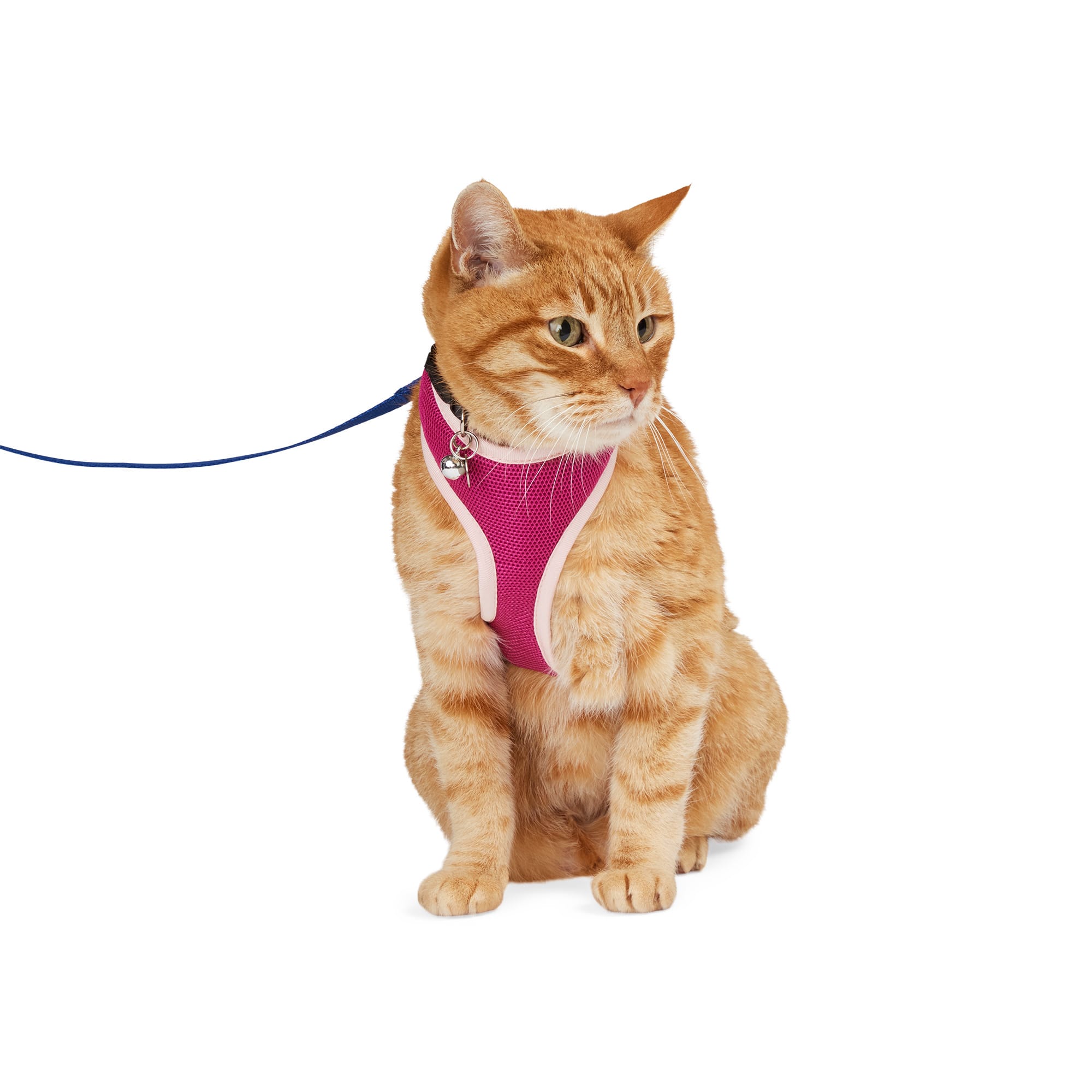 YOULY Pink and Purple Leash Set Cat Harness, Small/Medium Petco