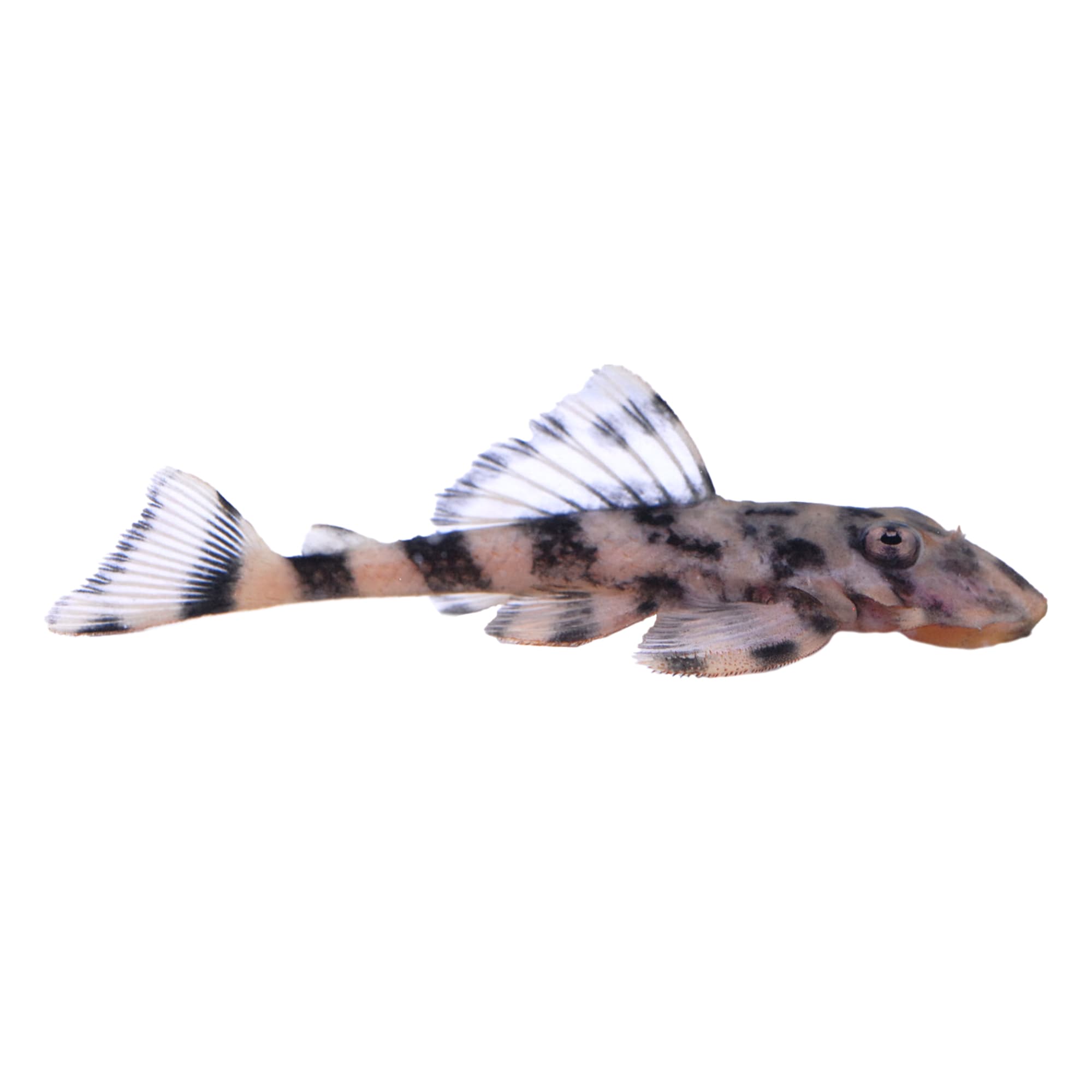 Butterfly Plecostomus L 052 Dekeyseria picta L052 Petco