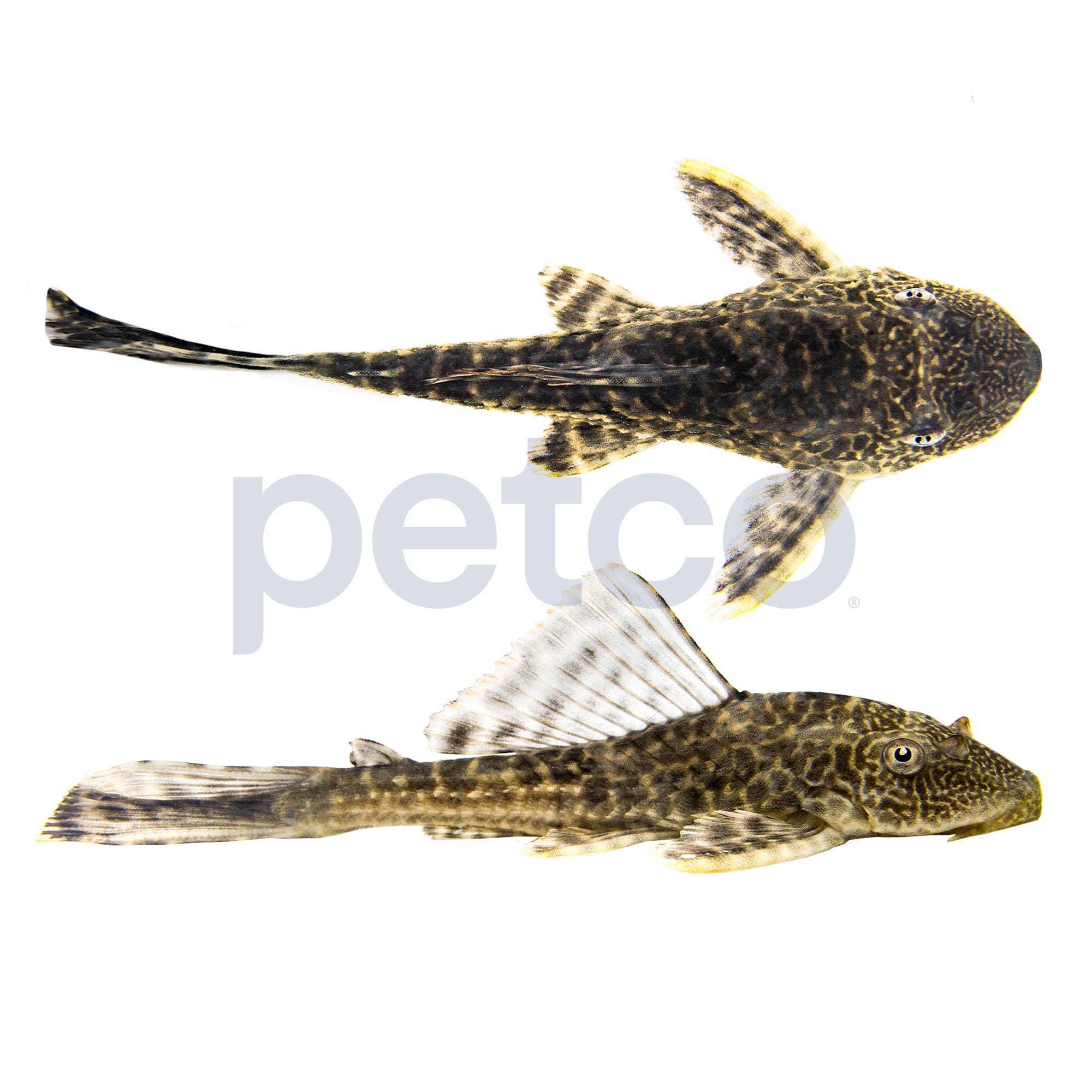 Leopard Frog Pleco Exotic Plecos For Sale Butterfly Plecostomus