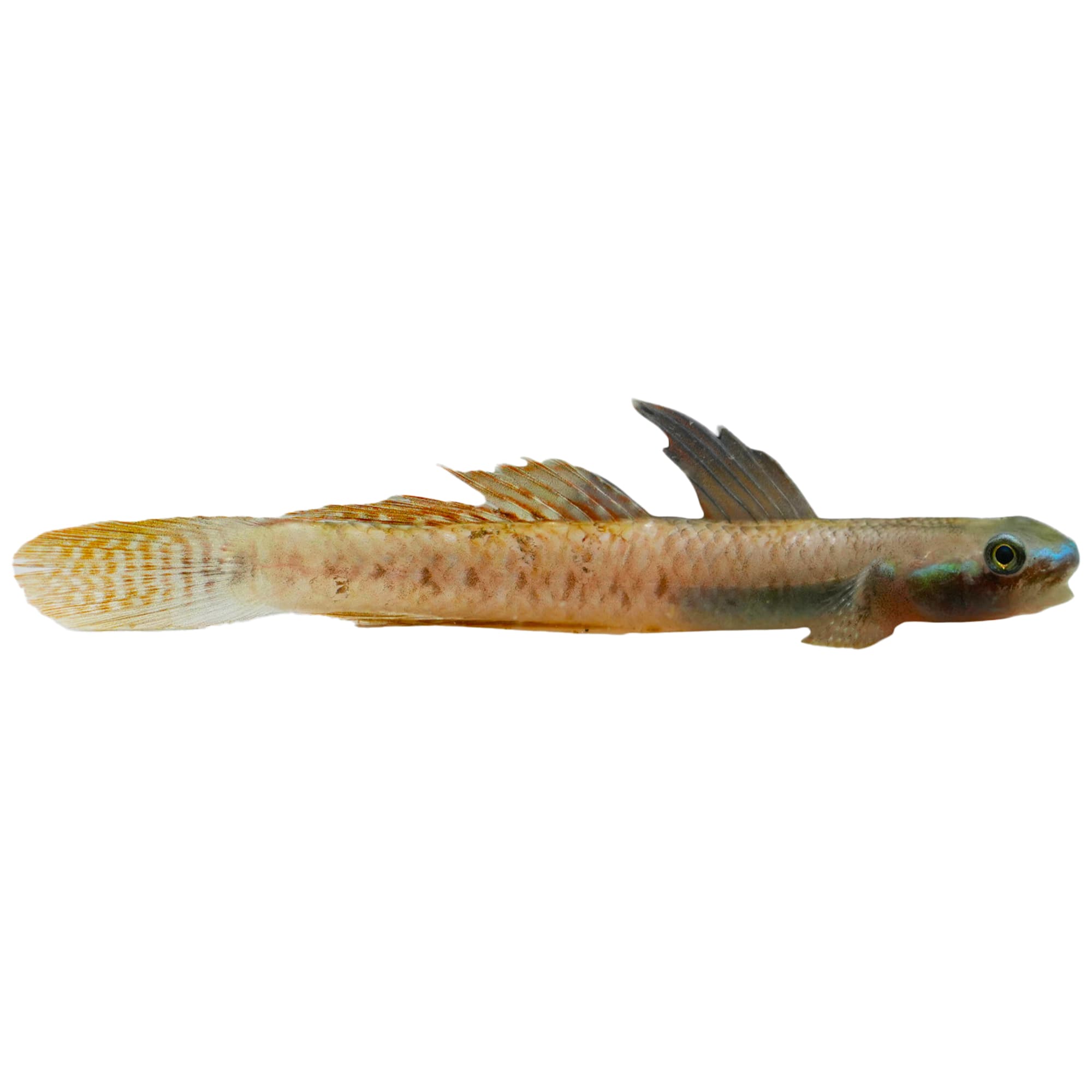 Rainbow best sale goby care