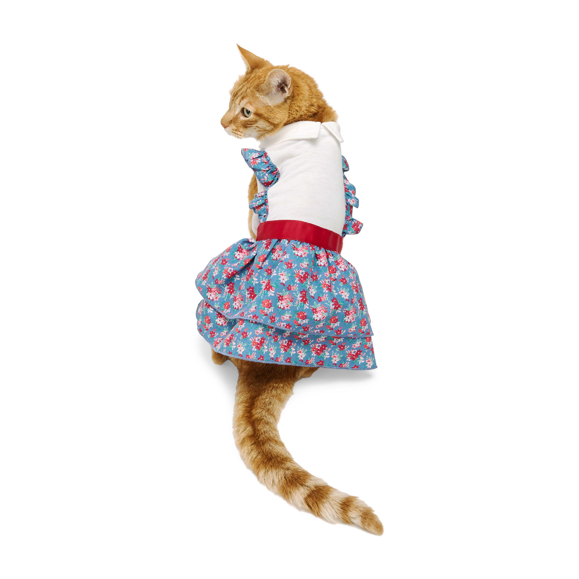 cat cut out dress Buy VASTRAMAY Chikankari Pure Cotton Cat Cut Out Dress - Dog Dresses for  Unisex Kids 30403902