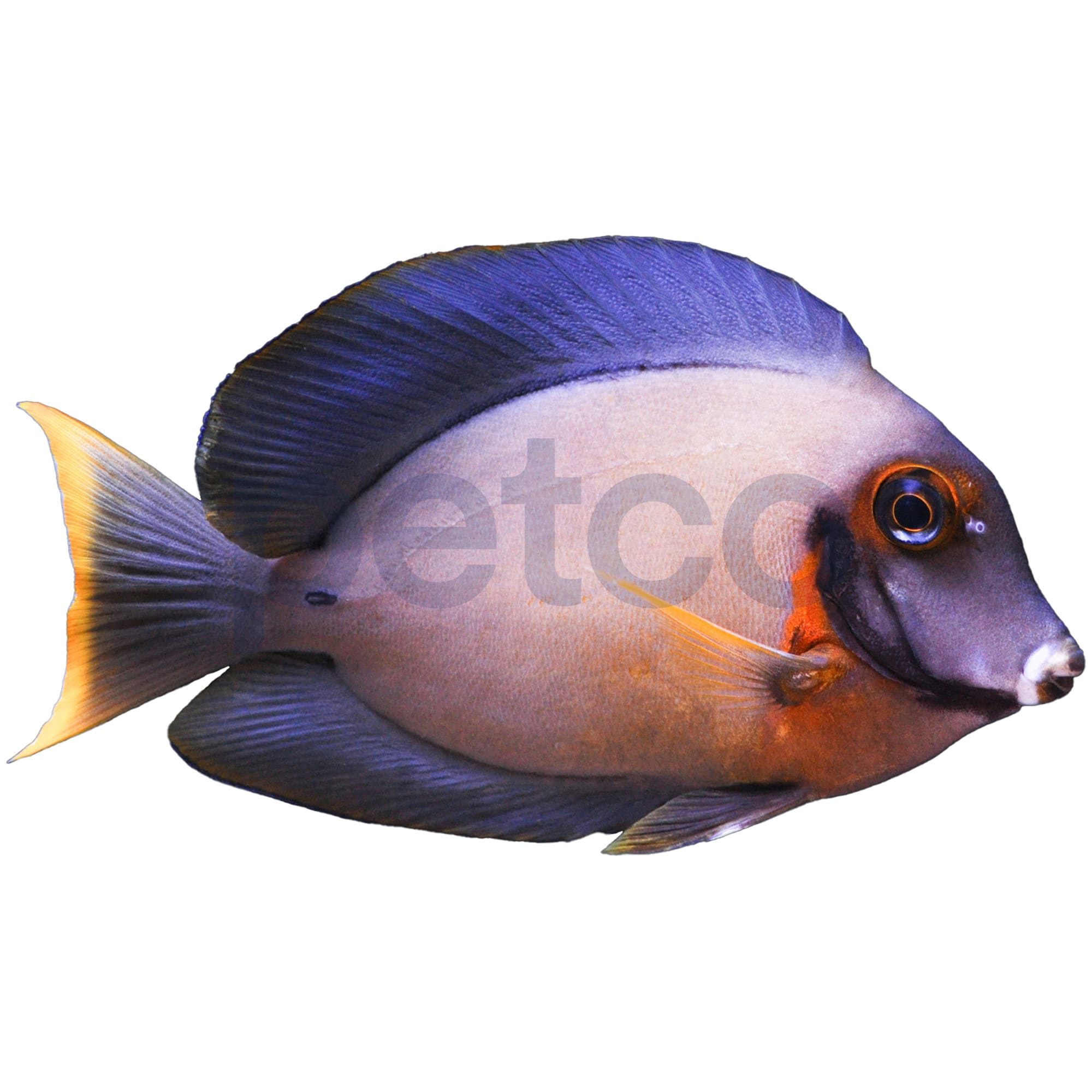 Petco Marine Fish Chocolate Tang Medium ReefSafe & Peaceful