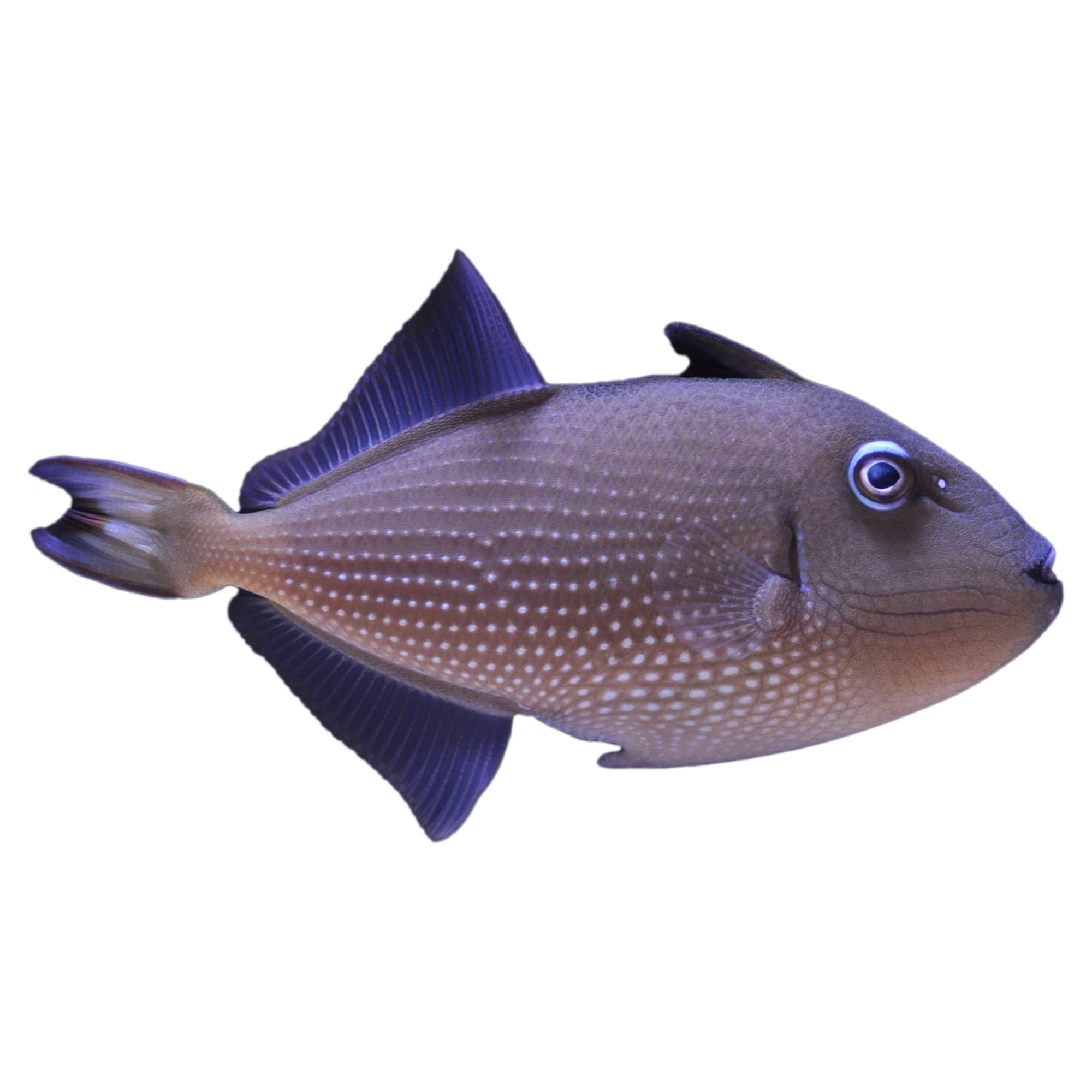 Blue Throat Triggerfish For Sale - Medium Female | Petco