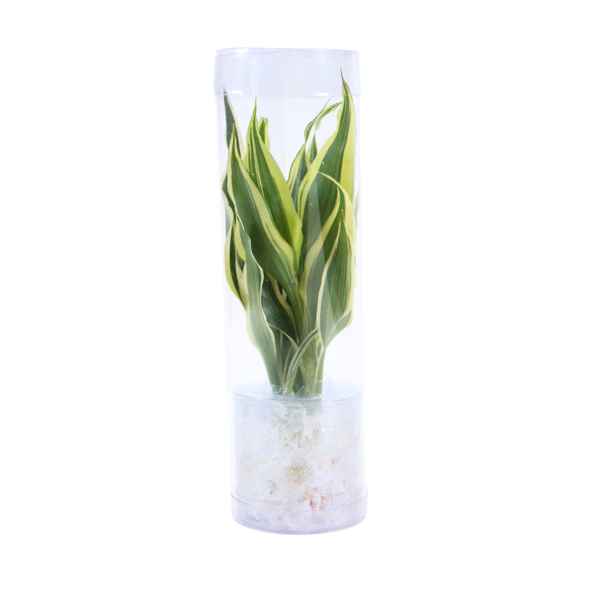 red dracena plant Shop Majestic Dragon Plant