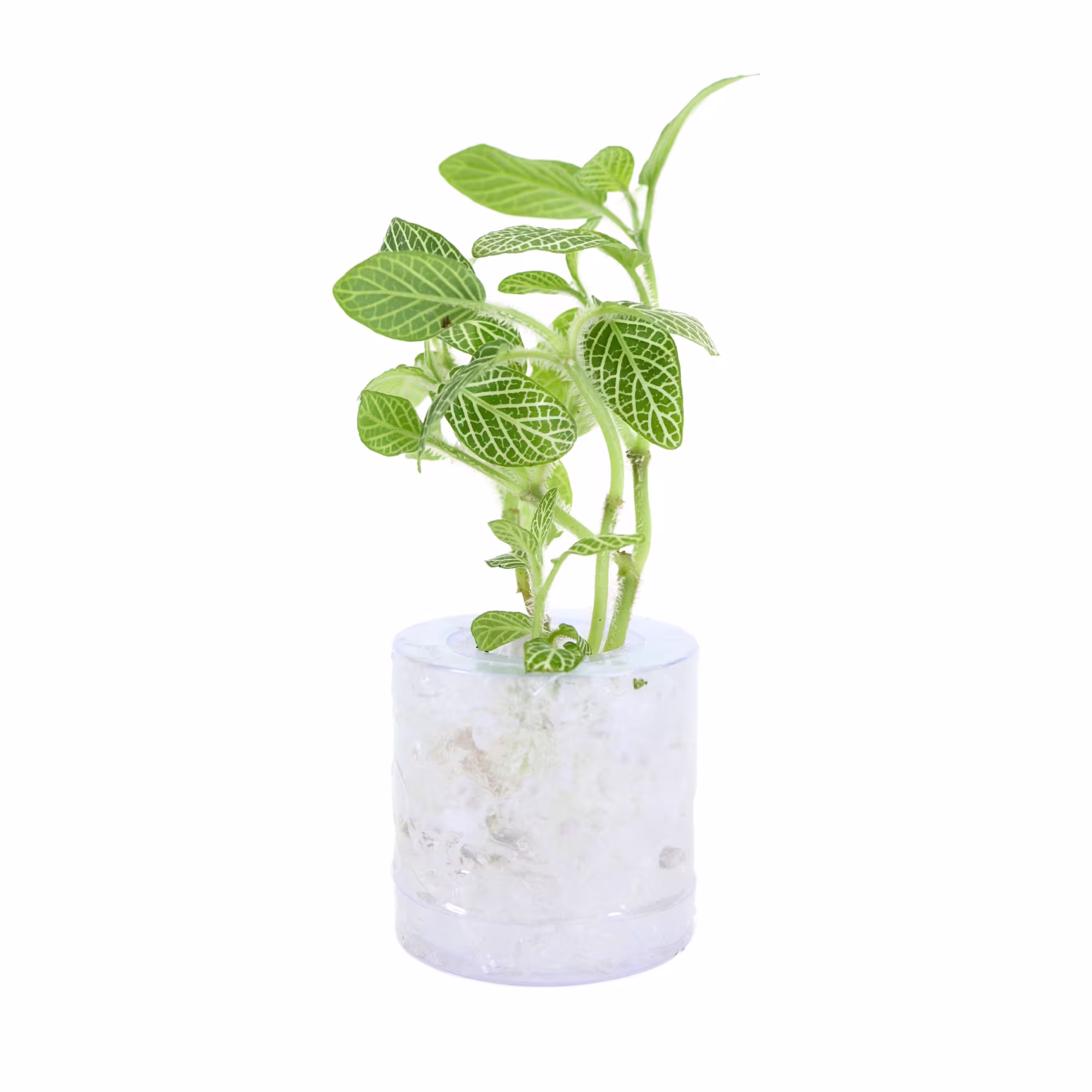 Fittonia verschaffeltii "Nerve Plant" For Sale | Petco