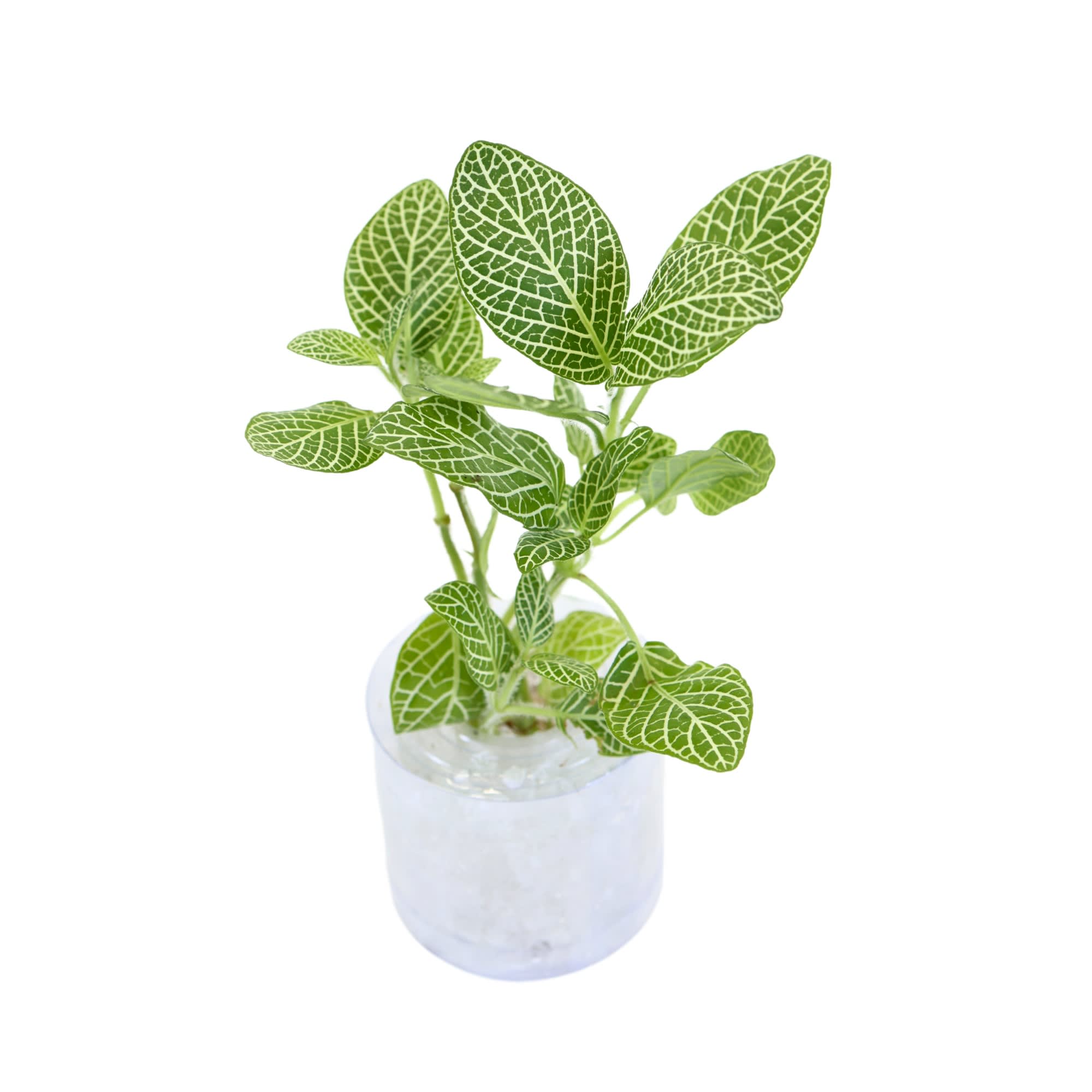 diffuser plant Roland Pine Reed Diffuser main image 0