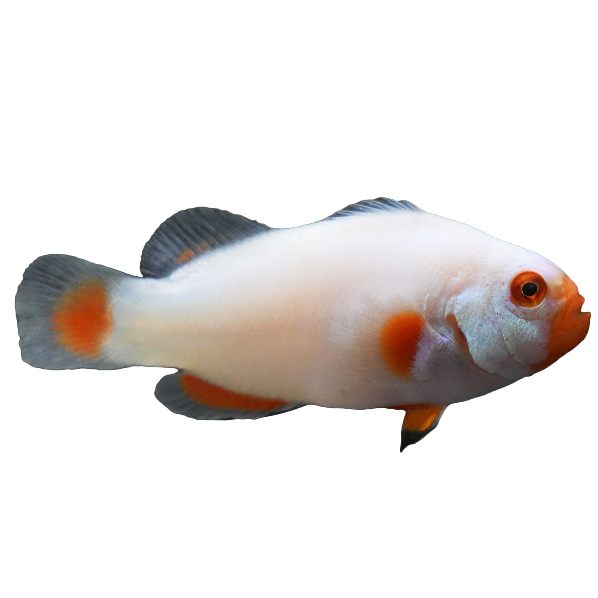 Clownfish petco sale