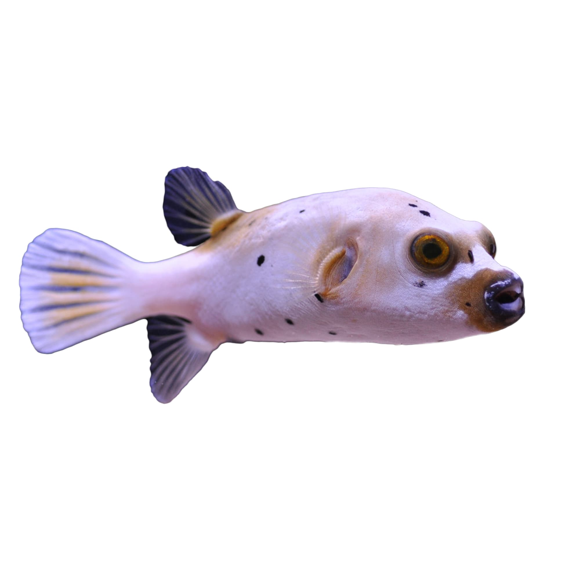 Blackspotted Dogface Pufferfish For Sale - Large | Petco