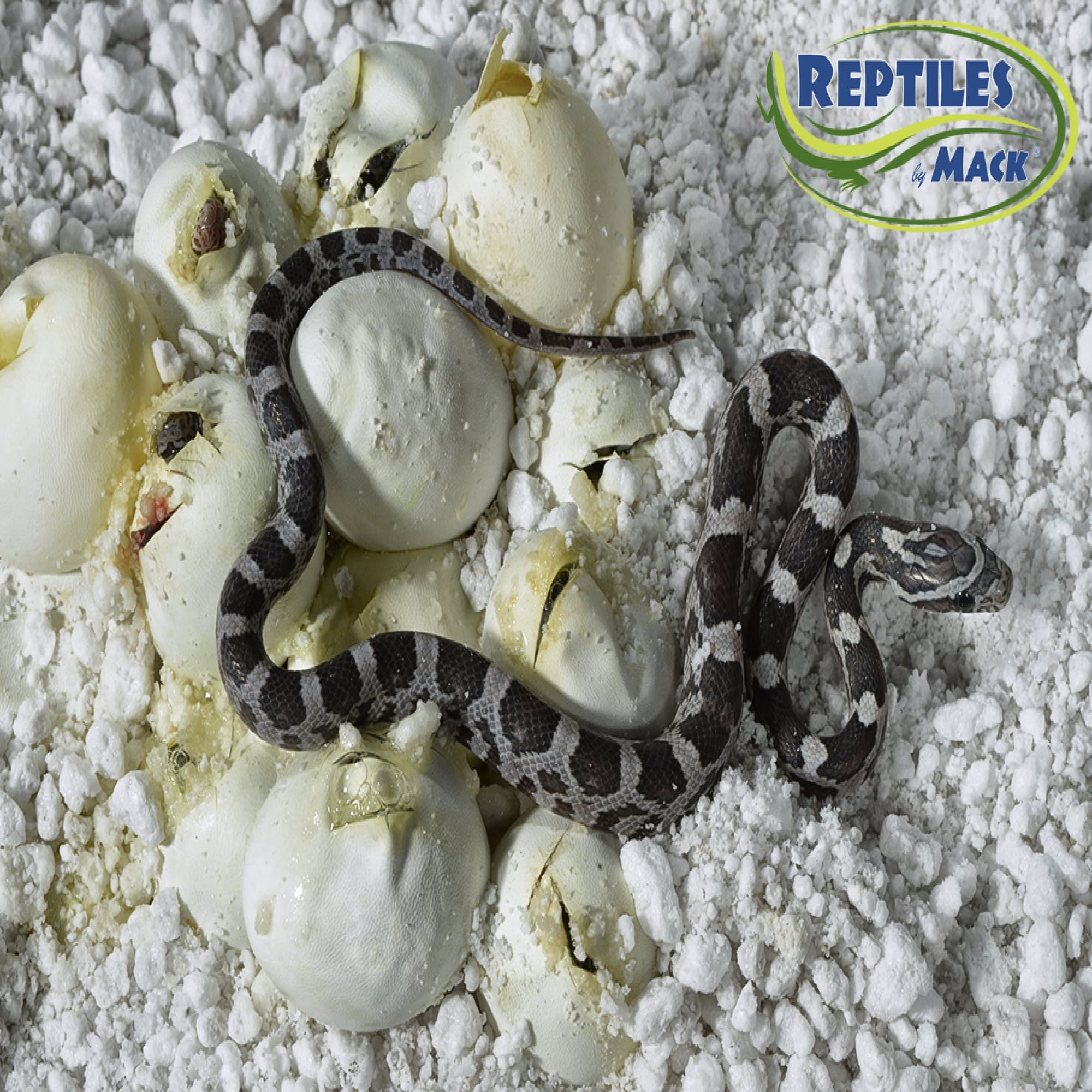 HatchRite Reptile Incubation Substrate, 2 lbs. | Petco