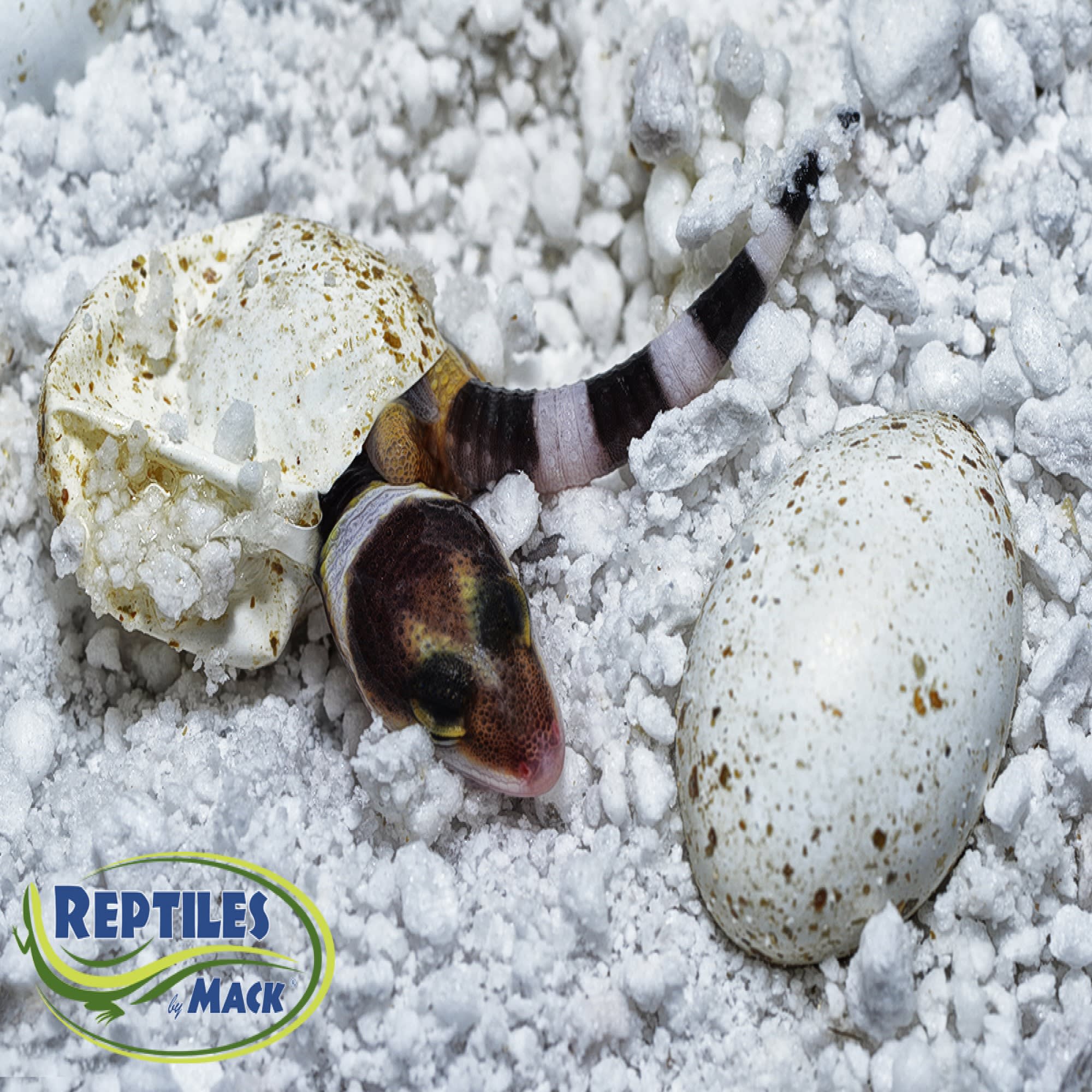 HatchRite Reptile Incubation Substrate, 2 lbs. | Petco