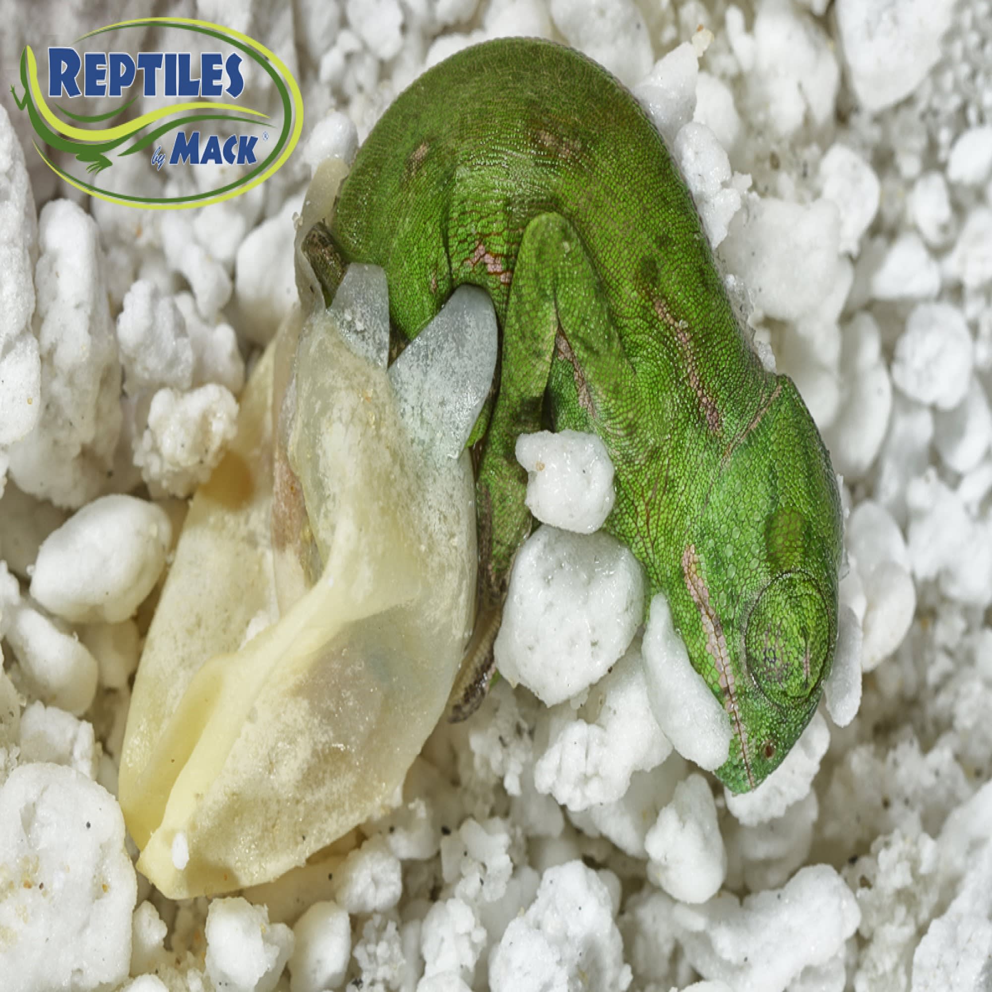 HatchRite Reptile Incubation Substrate, 2 lbs. | Petco