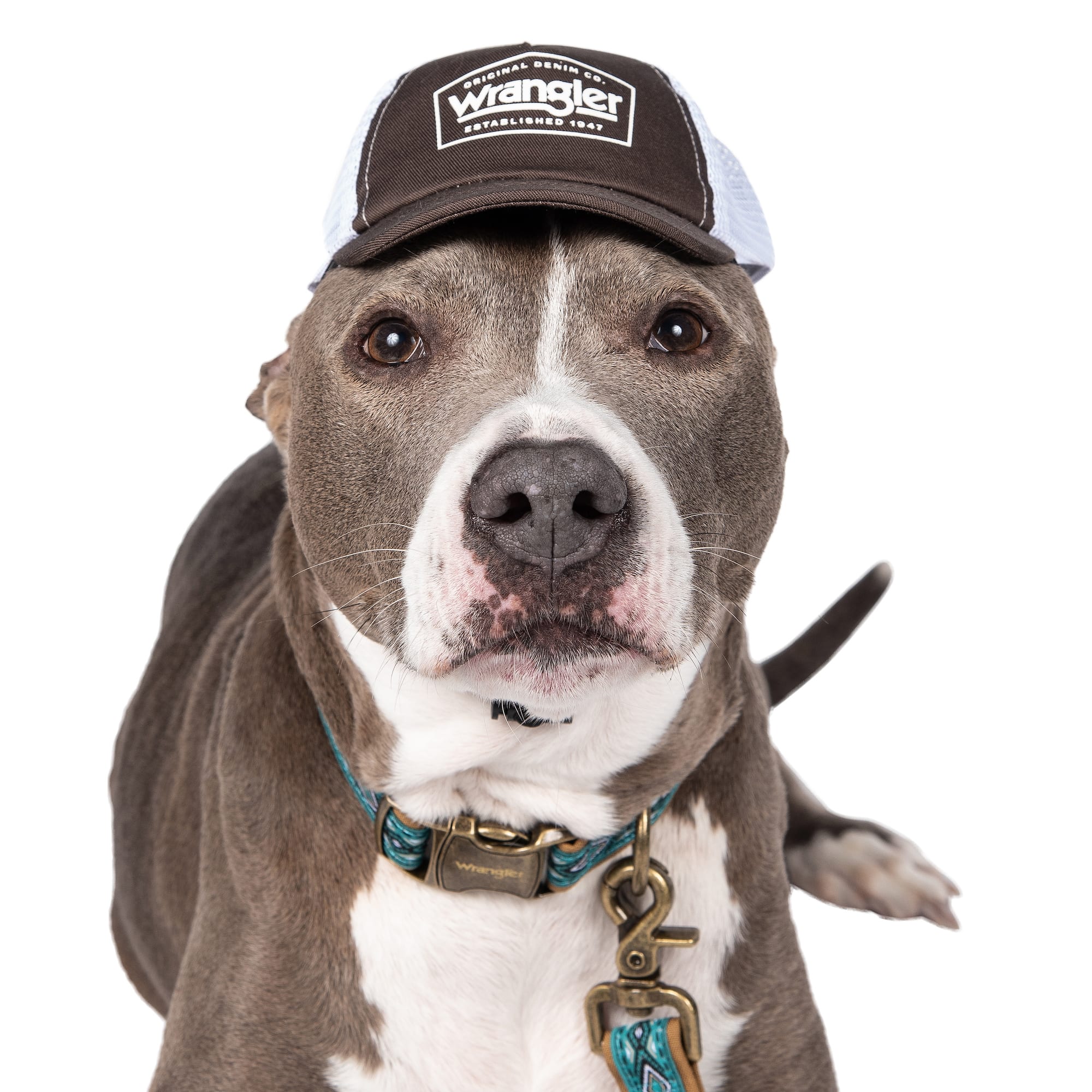 Ball caps for dogs best sale