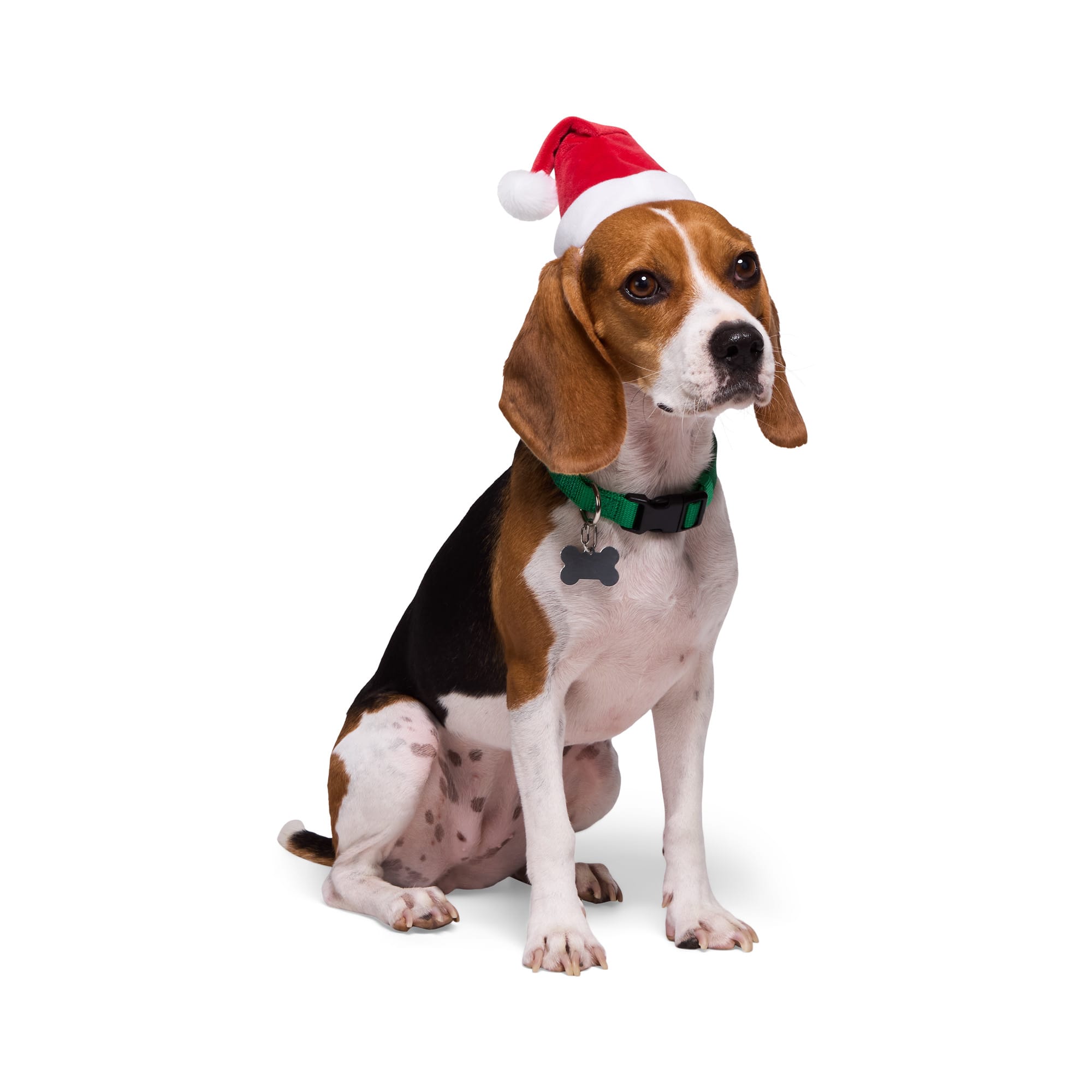 Small dog santa hat new arrivals