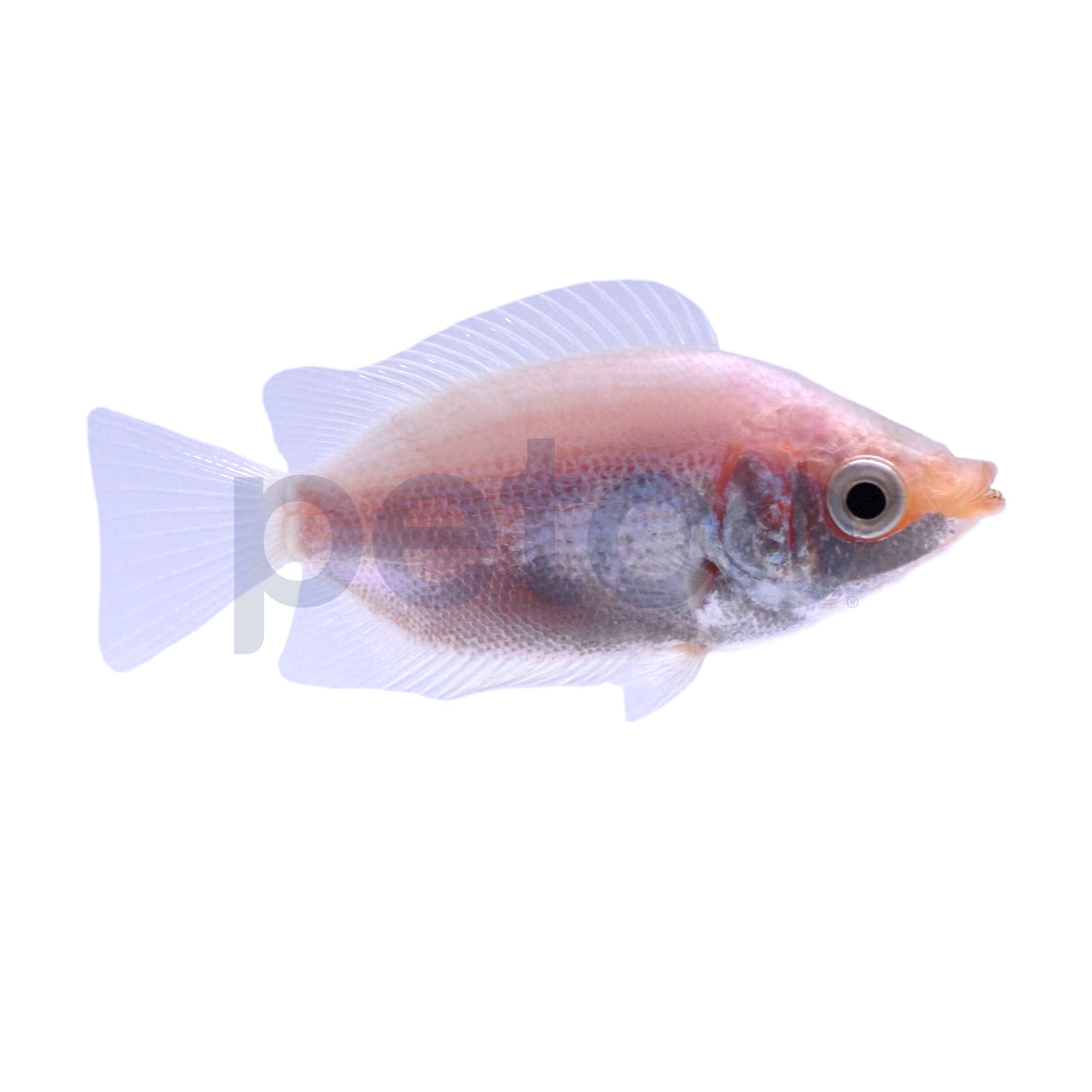 Pink Kissing Gourami For Sale Petco