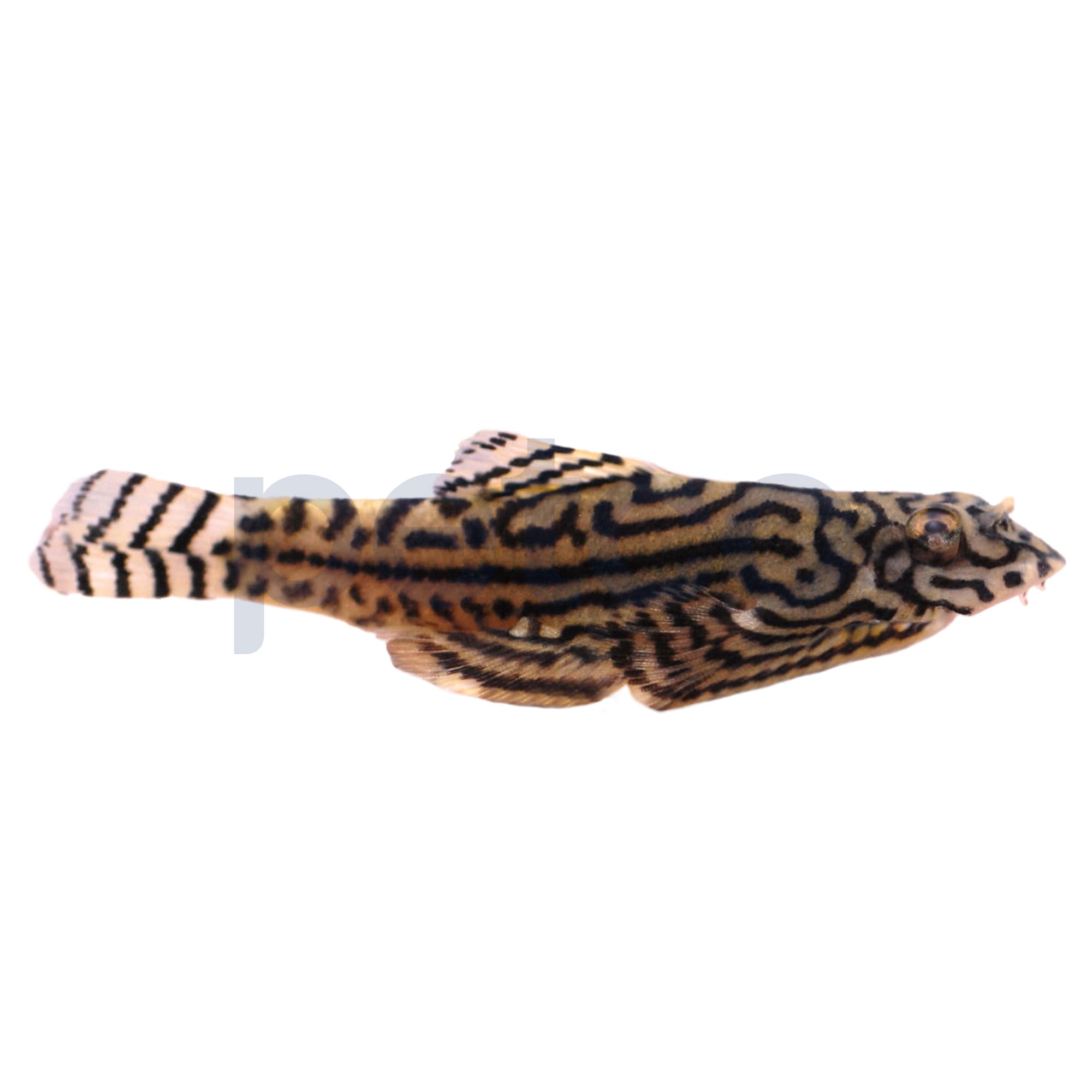 PACK OF 5 - Striped Butterfly Reticulated Tiger Hillstream