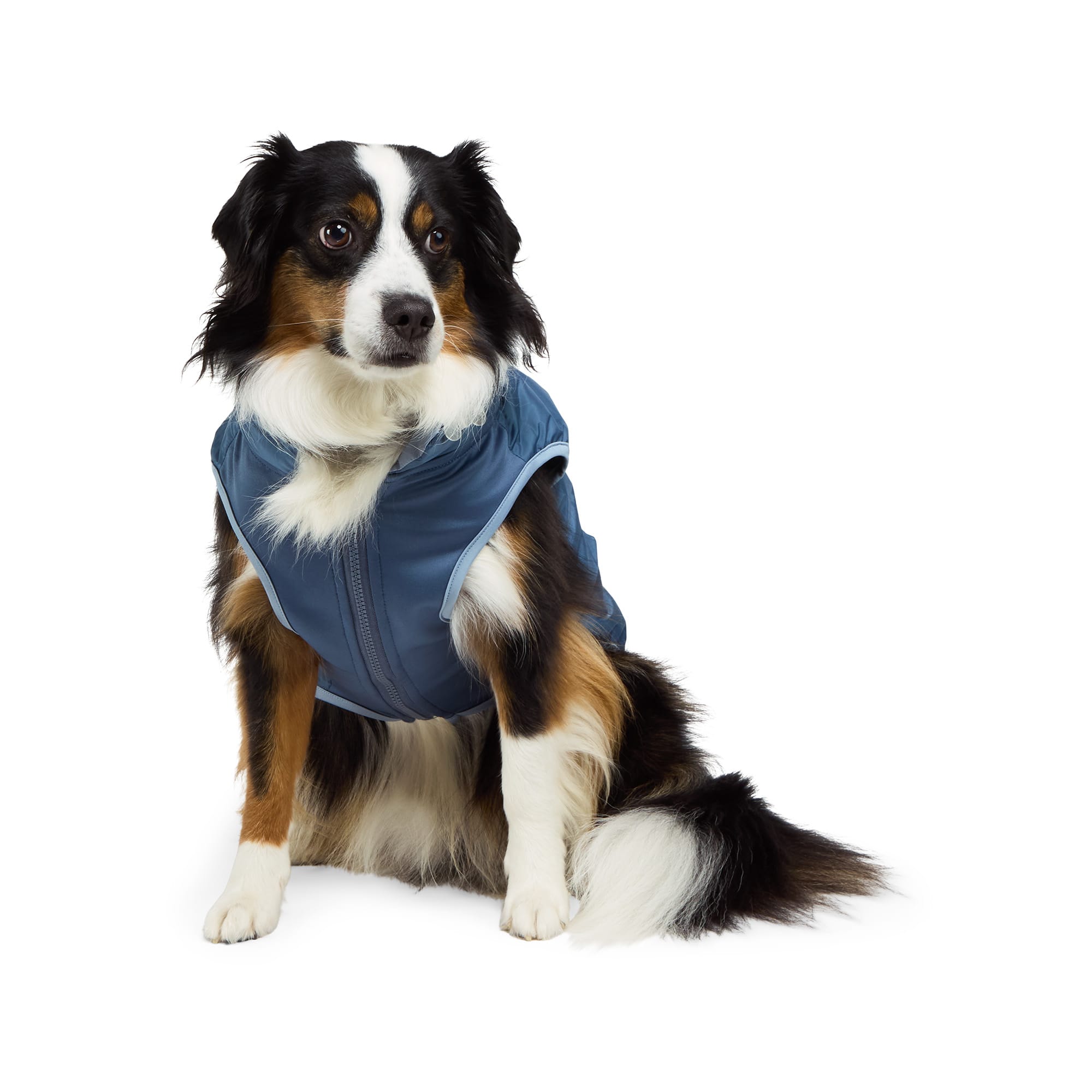 Reddy Packable Hood Puffer Jacket for Dogs, XXLarge, Blue Petco