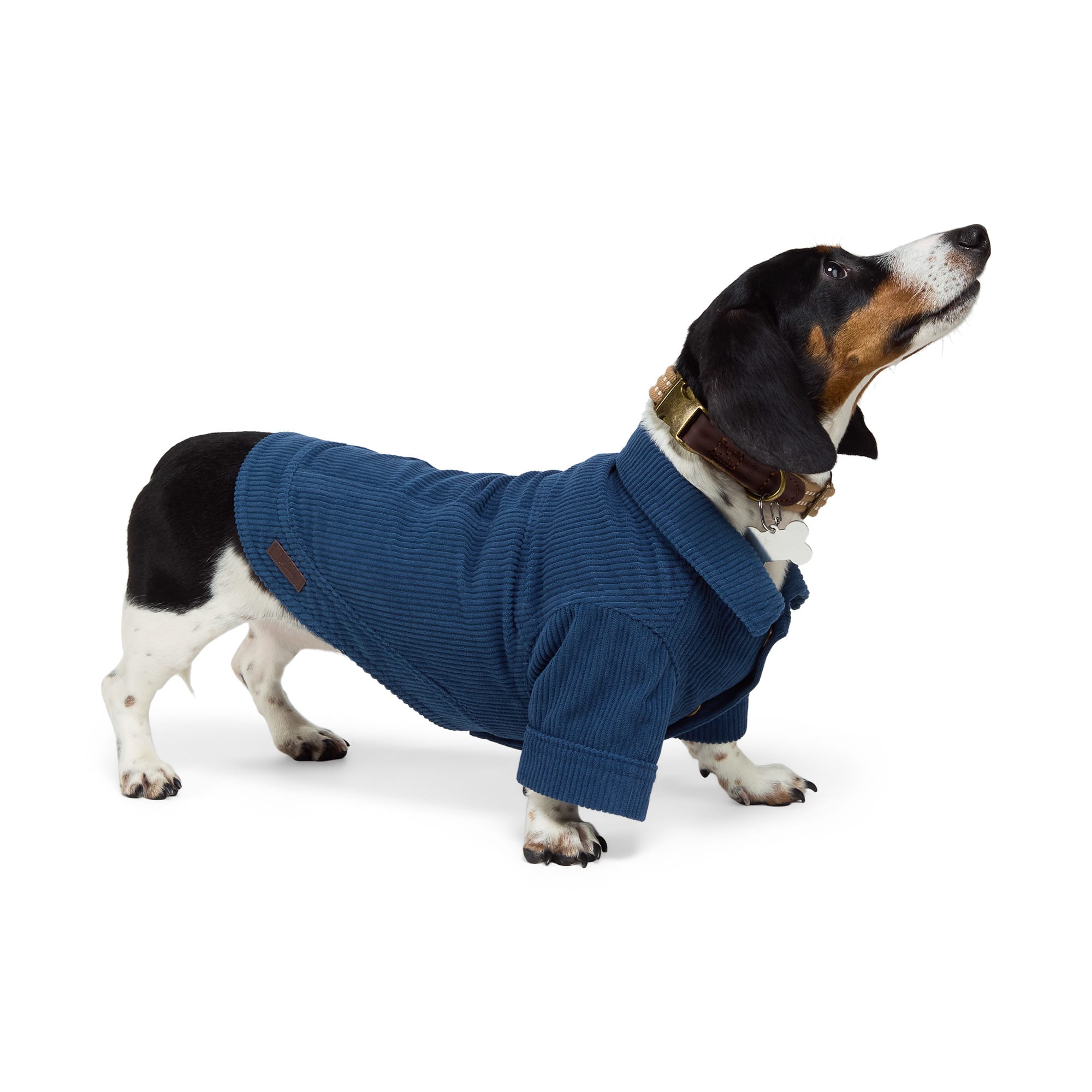 Reddy Corduroy Jacket for Dogs, X-Small, Blue Petco