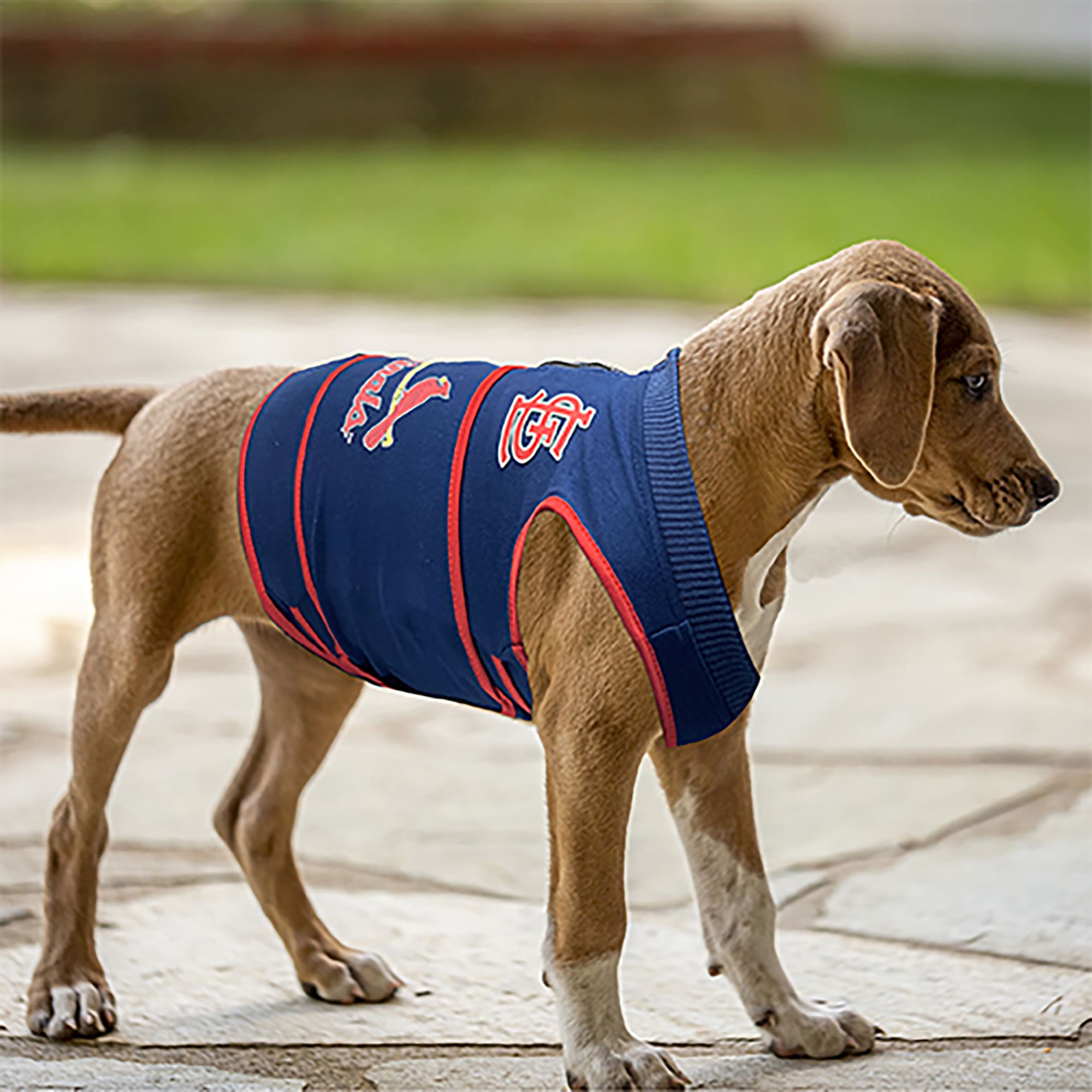 Petco dog shirt best sale