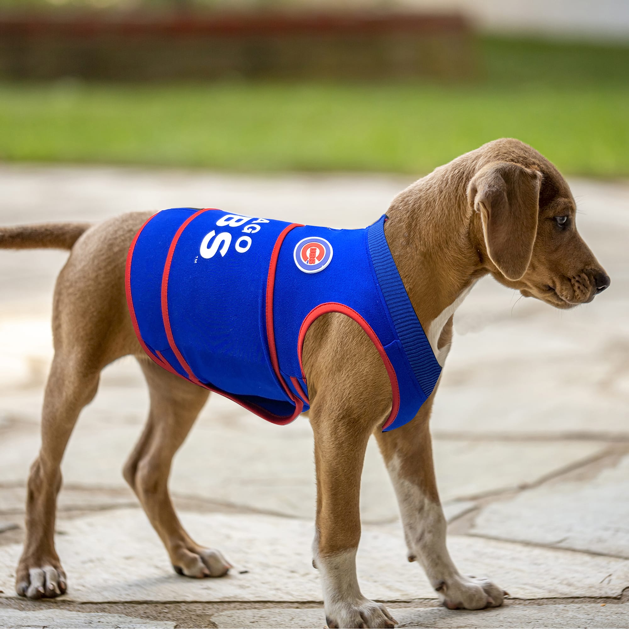 Petco service dog vests sale