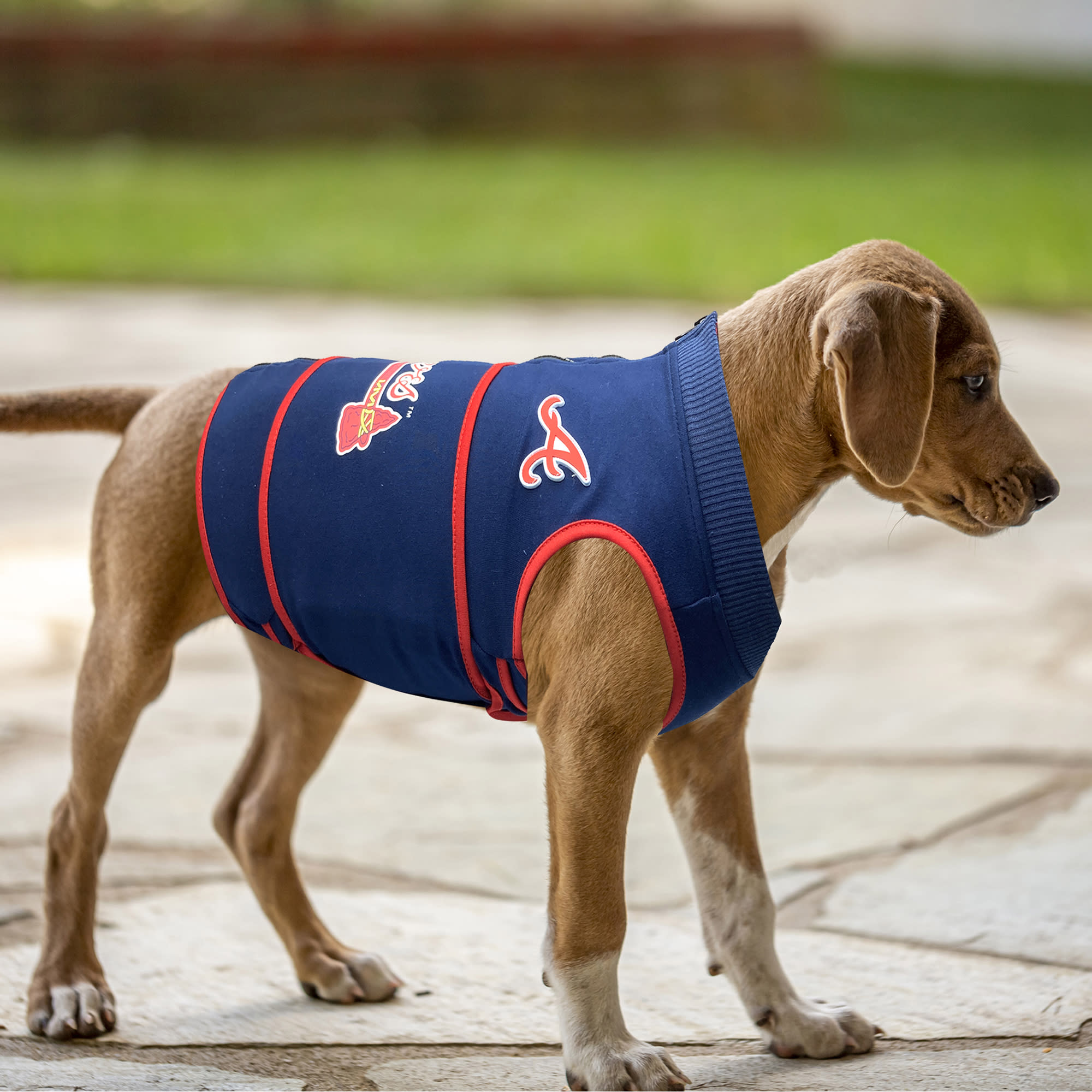 Petco anxiety vest sale