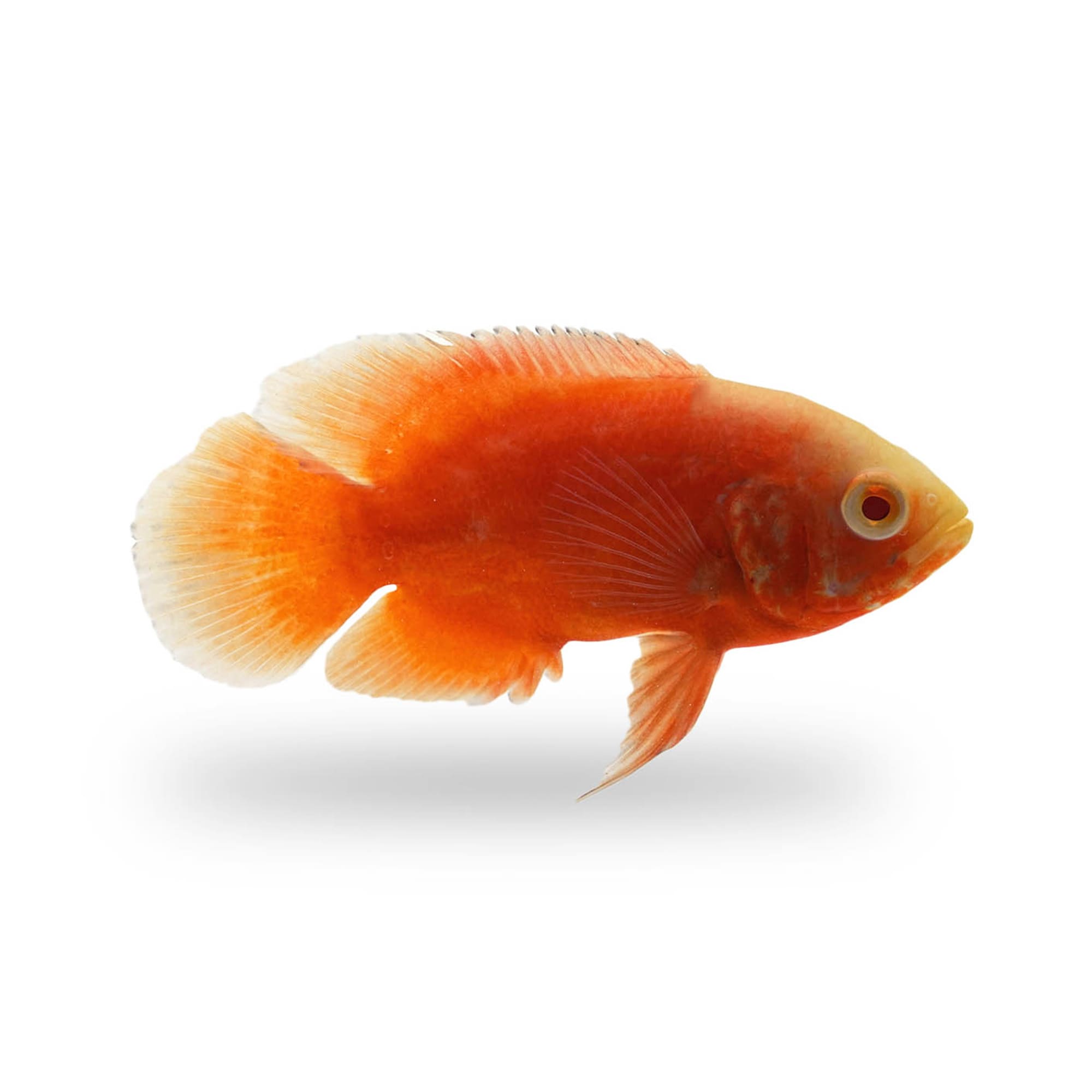 Red Chili Oscar Cichlid (Astronotus ocellatus) | Petco