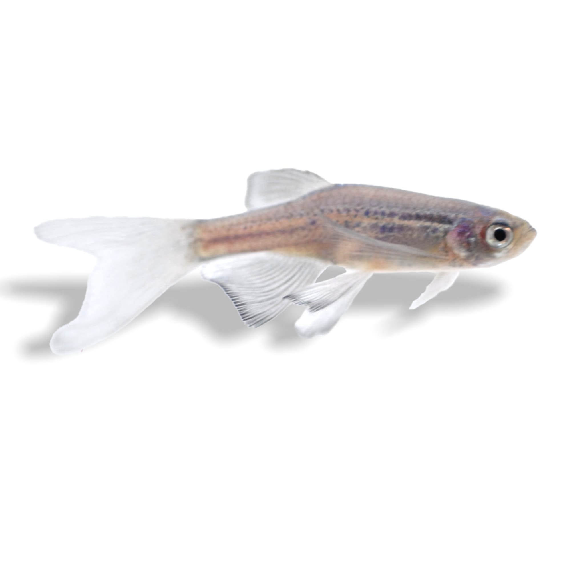 Longfin Blue Danio (Danio rerio) | Petco