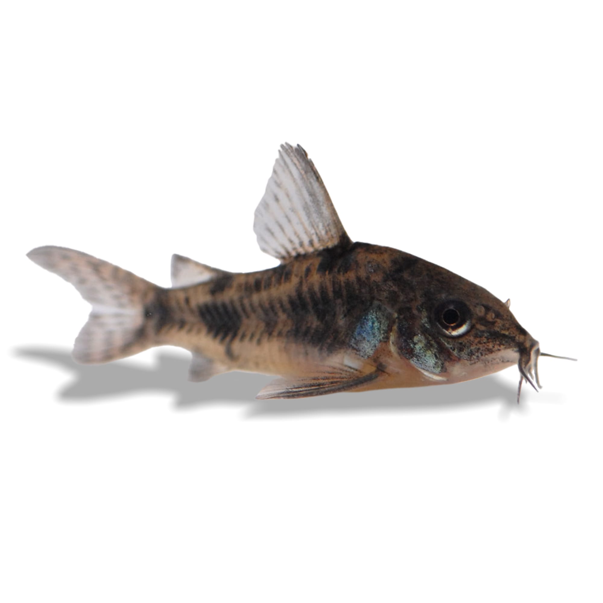 Peppered Cory Catifish (Corydoras paleatus) | Petco