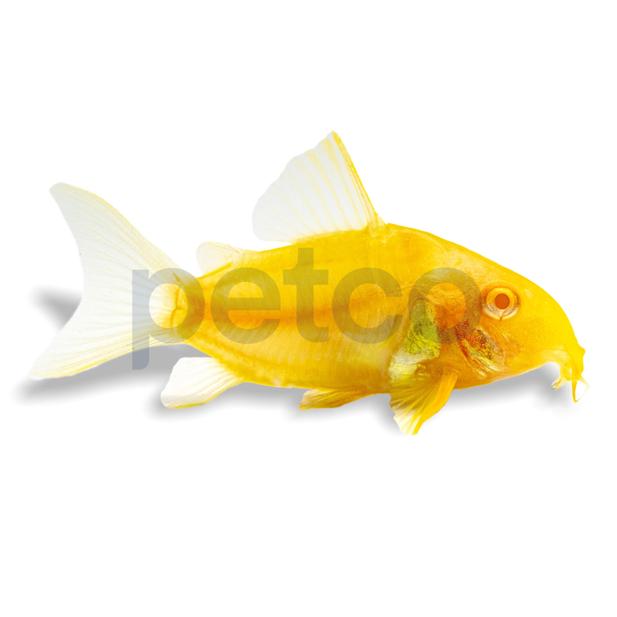 Albino Sterbai Cory Catfish Freshwater Cleanup Crew & Pet