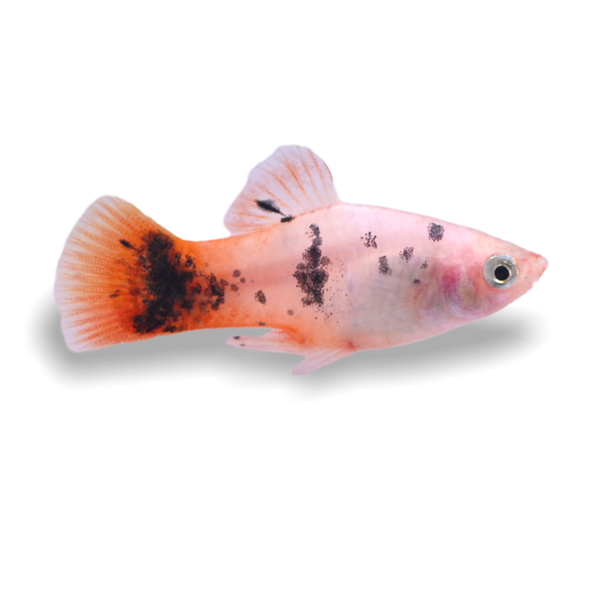 Dalmatian Redtail Platy (Xiphophorus maculatus) | Petco