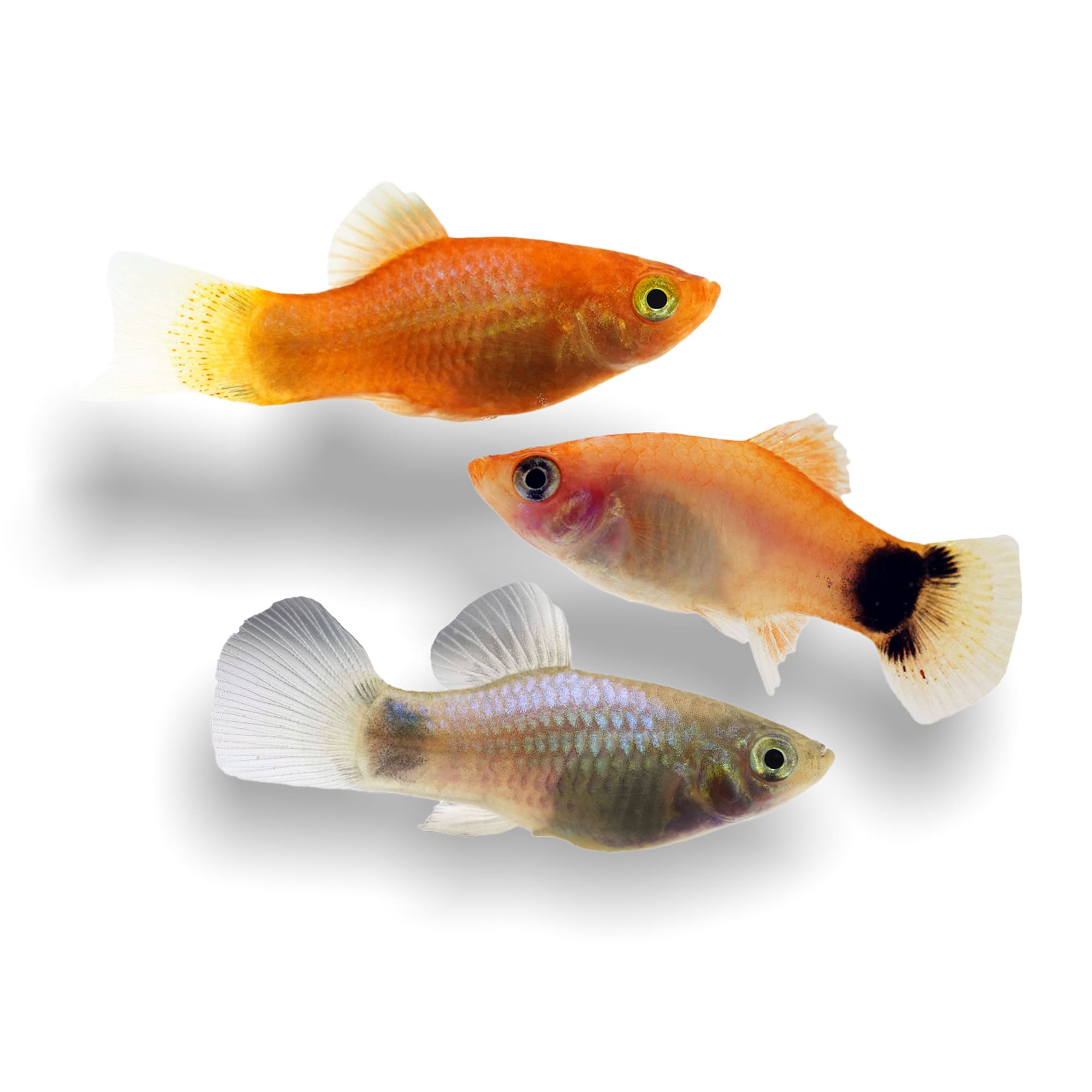 Feeder fish petco best sale