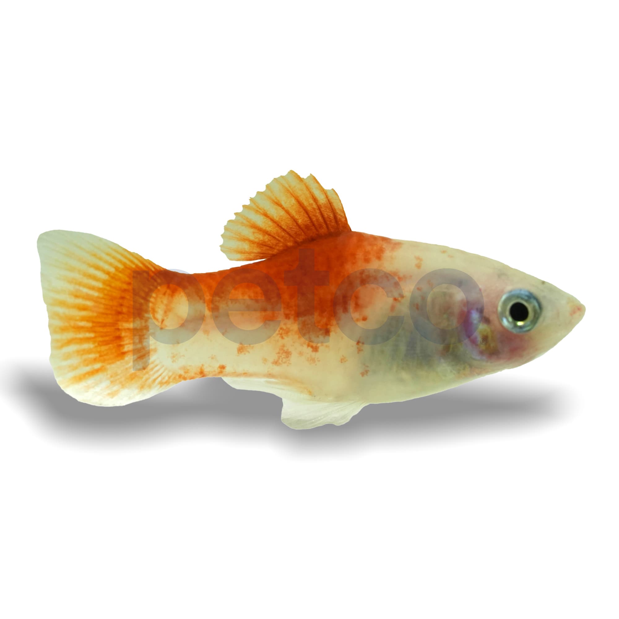 Peppermint Platy (Xiphophorus maculatus)