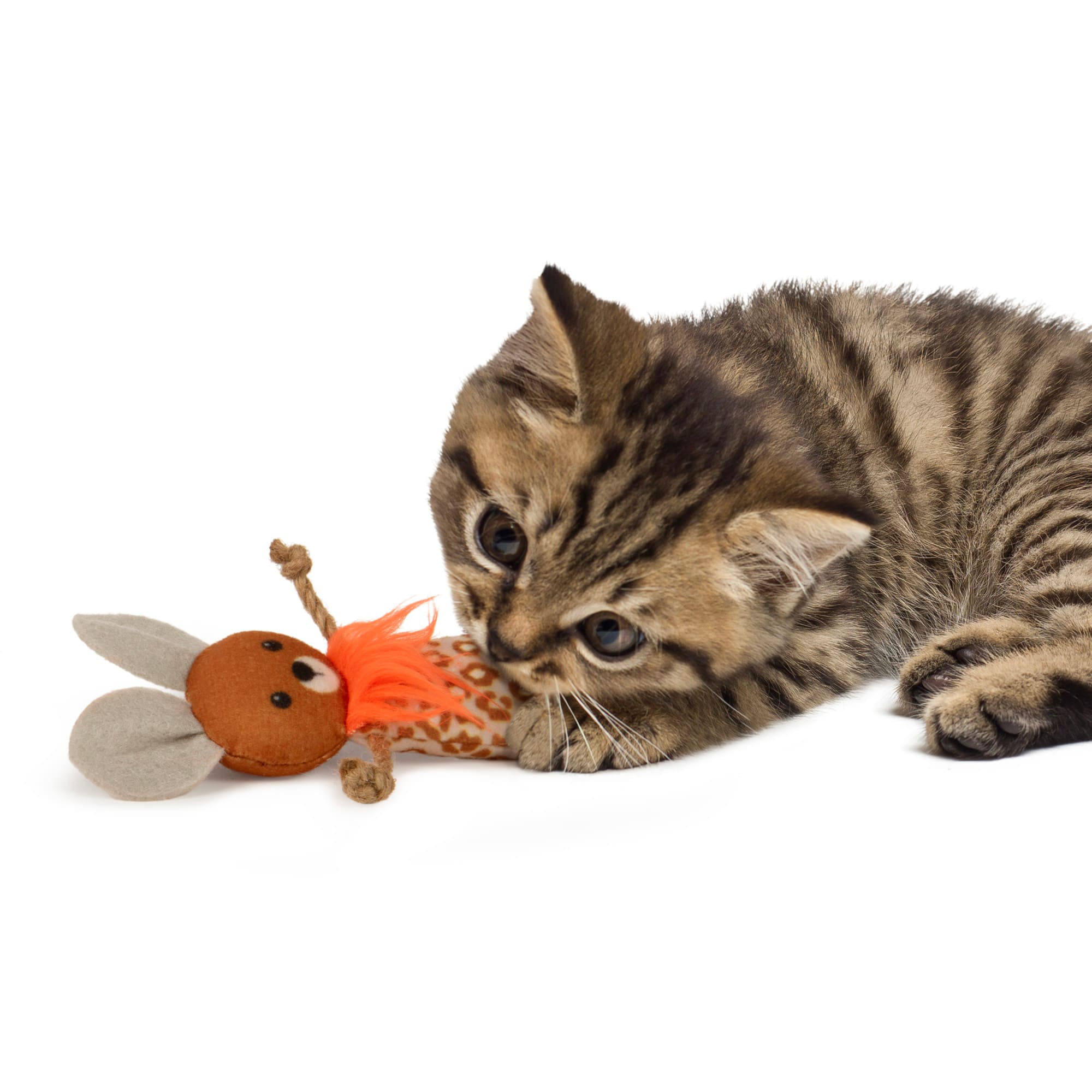 laser light cat toy Laser Chase Interactive Cat Toy Rechargeable  The Cat Connection