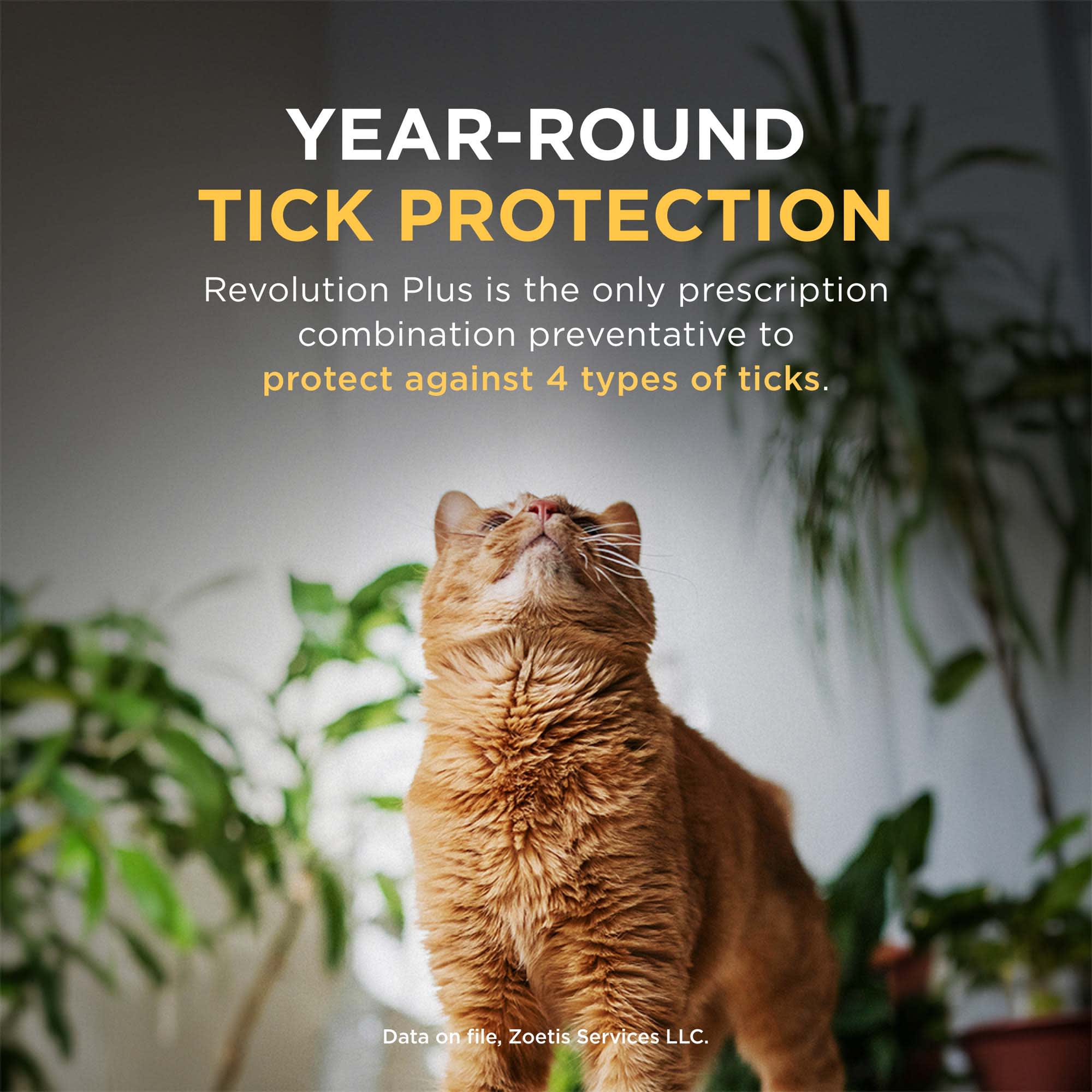 Revolution for cats petco sales