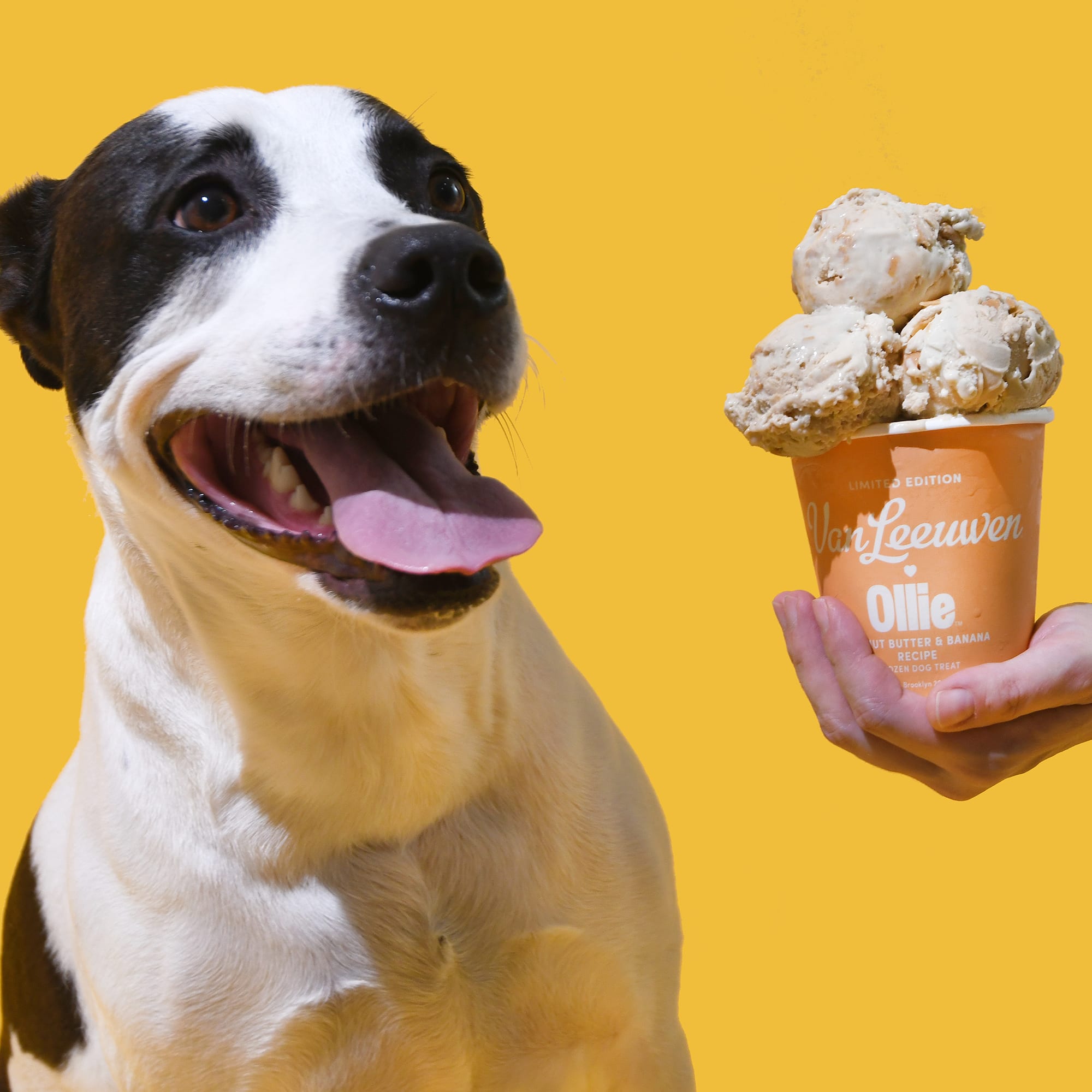 Ollie Van Leeuwen Peanut Butter and Banana Recipe Frozen Dog Treat