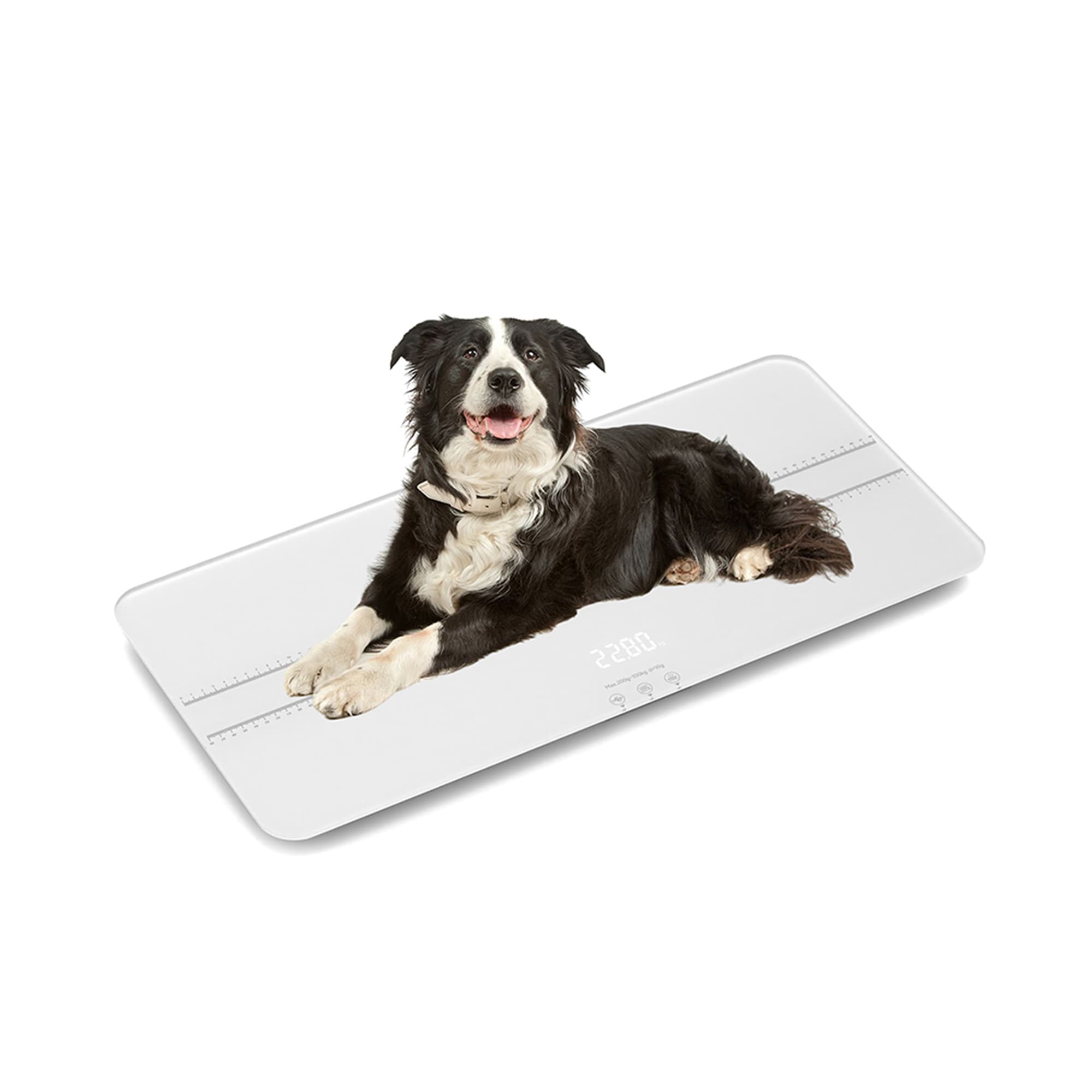 Weighing scales for dogs discount
