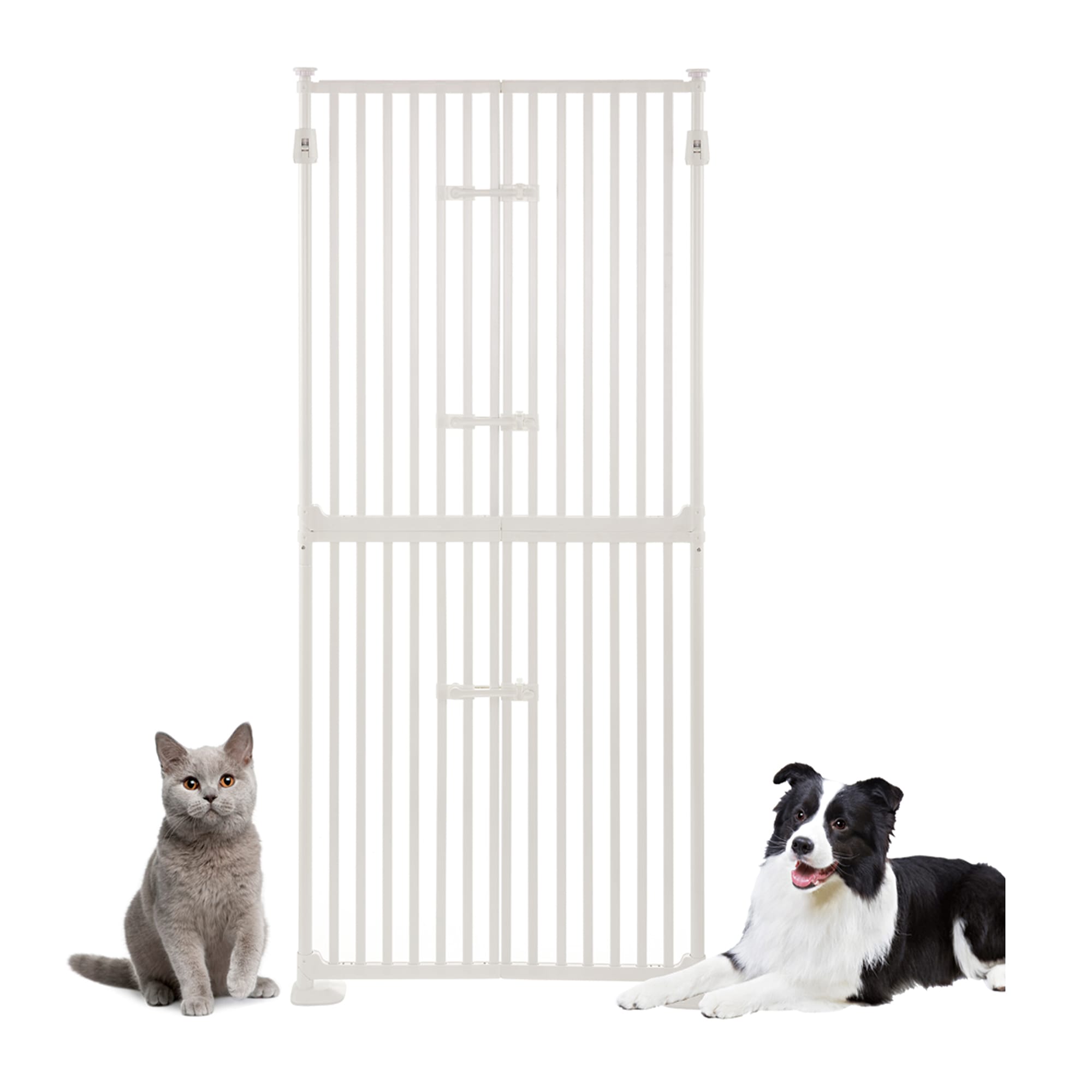 Cat helps dog through gate best sale