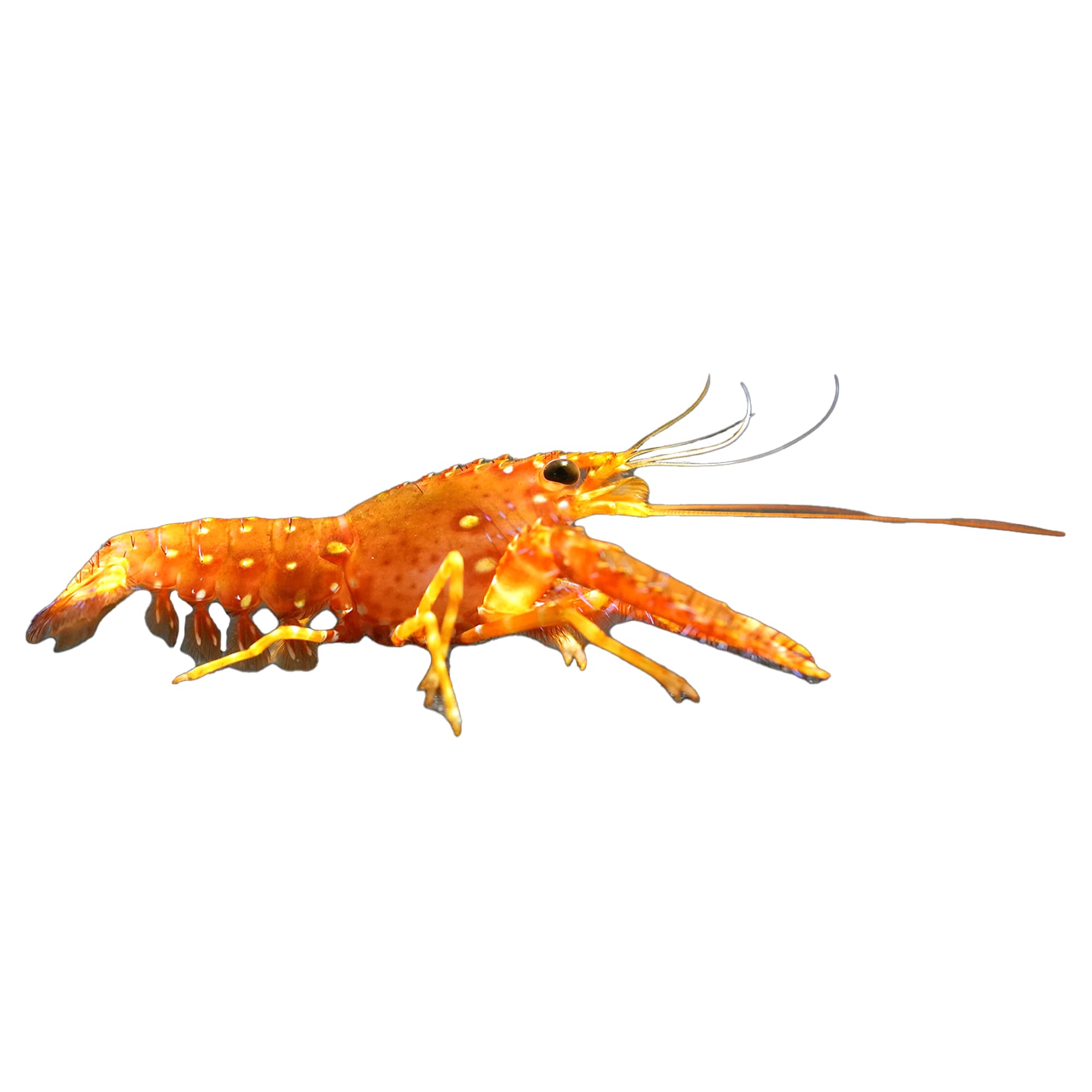 Red Lobster Enoplometopus sp. Petco