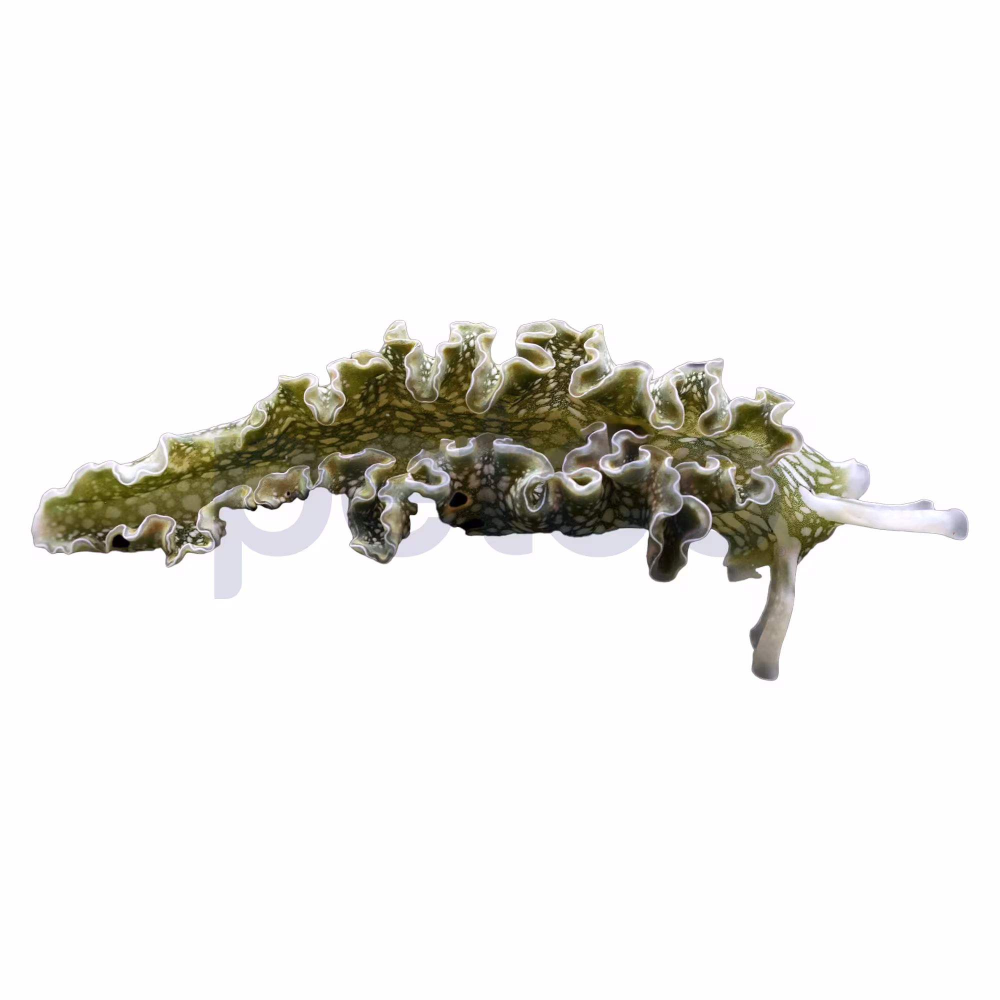 Lettuce Nudibranch Algae Cleaner & Reef Safe Pet