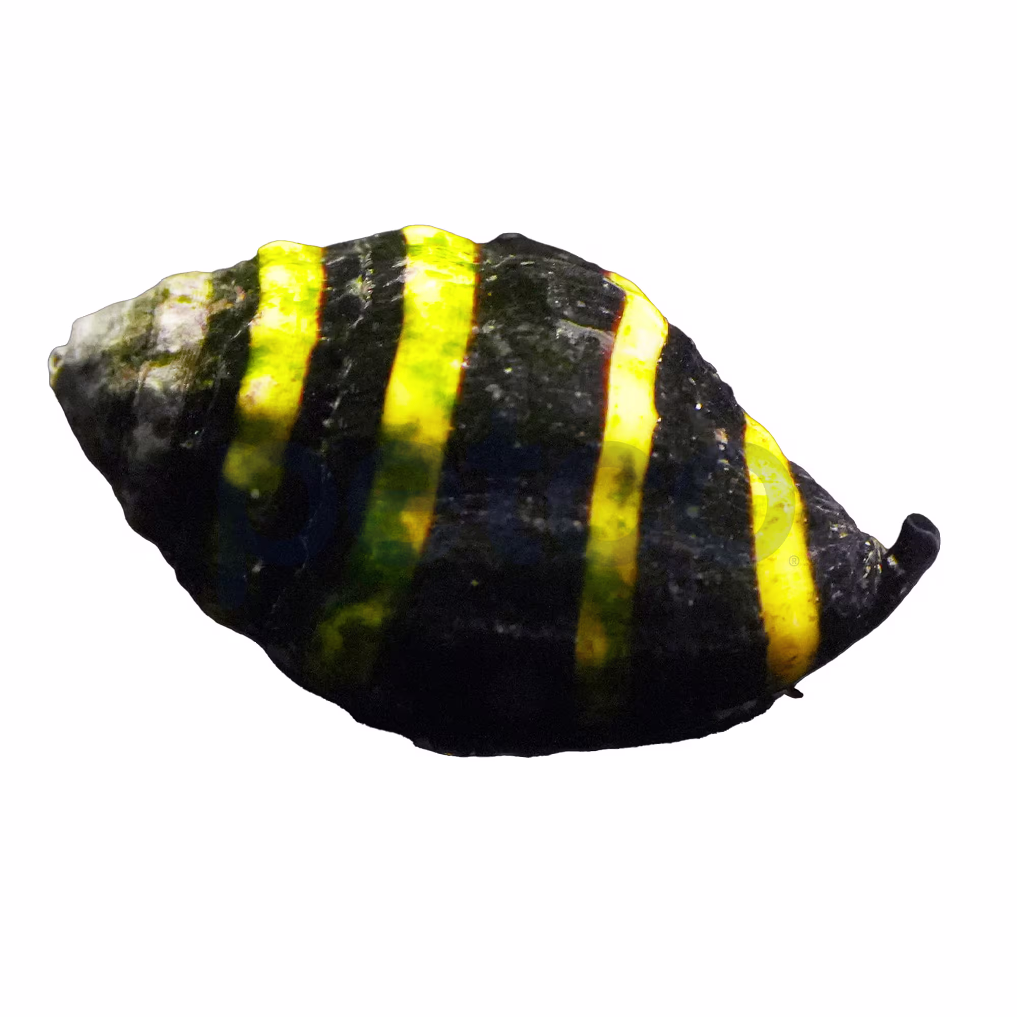 Bumble Bee Snail (Engina mendicaria)