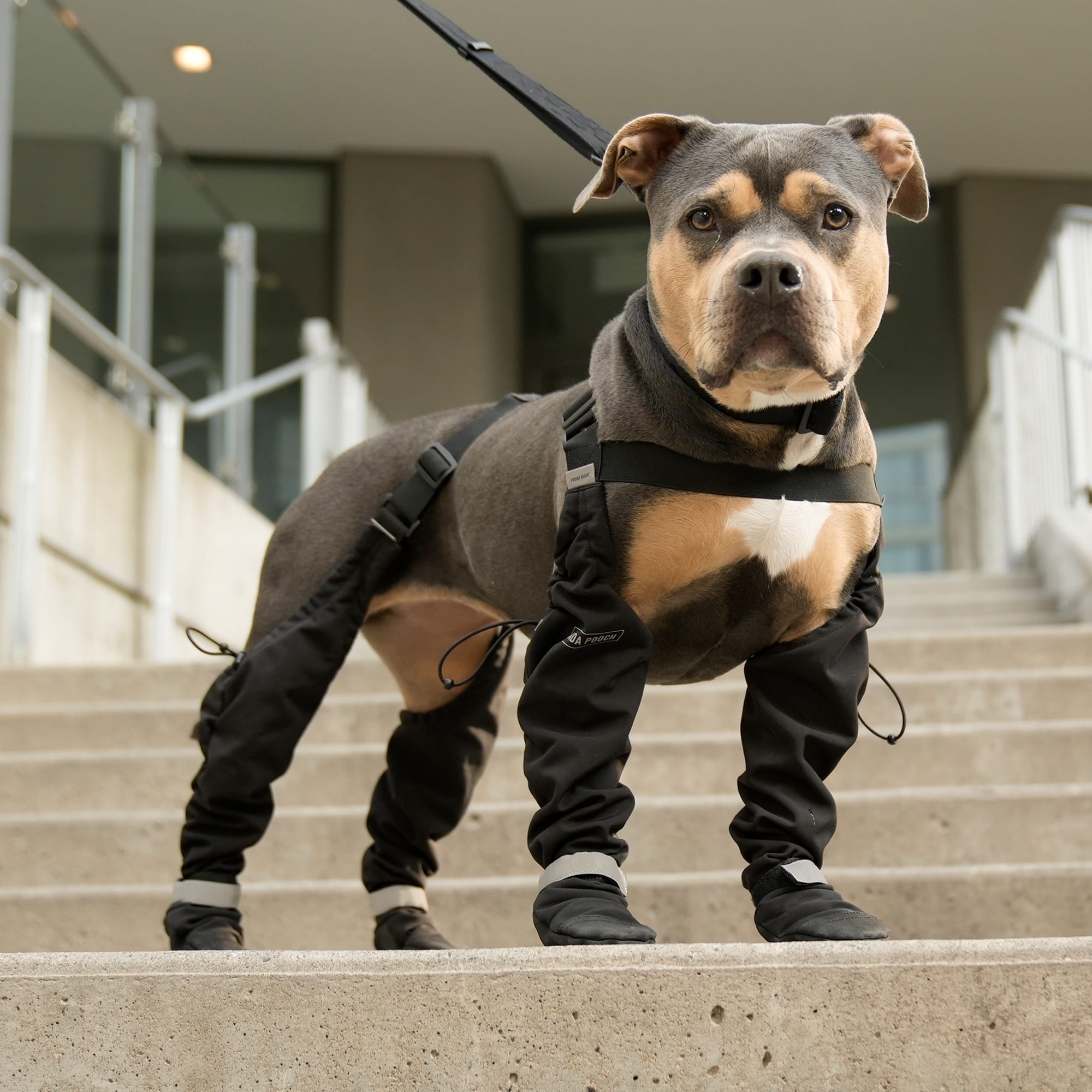 Canada Pooch Suspender Boots for Dogs, 1, Black Petco