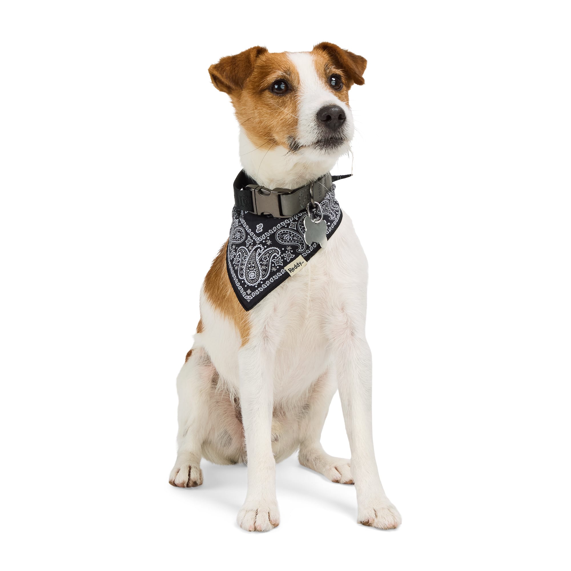 Reddy Paisley Dog Bandana, X-Small/Small, Black Petco