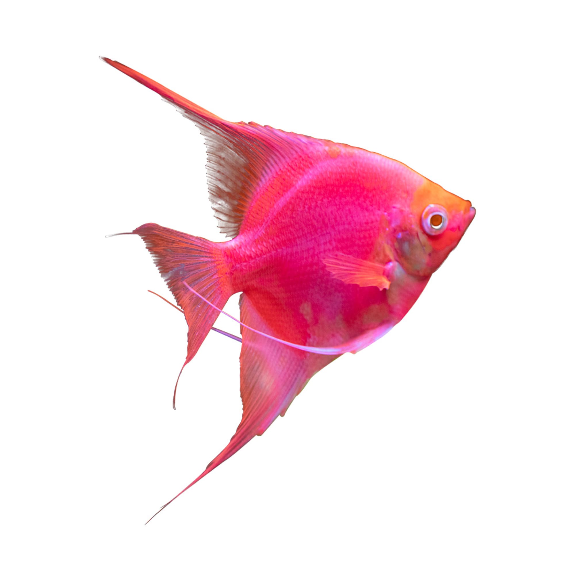 GloFish Starfire Red Angelfish (Pterophyllum scalare) | Petco