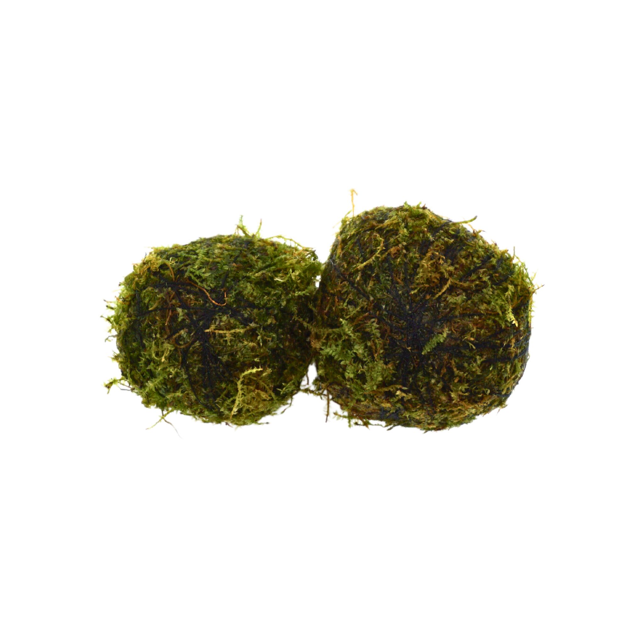 Moss Ball 2 Pack