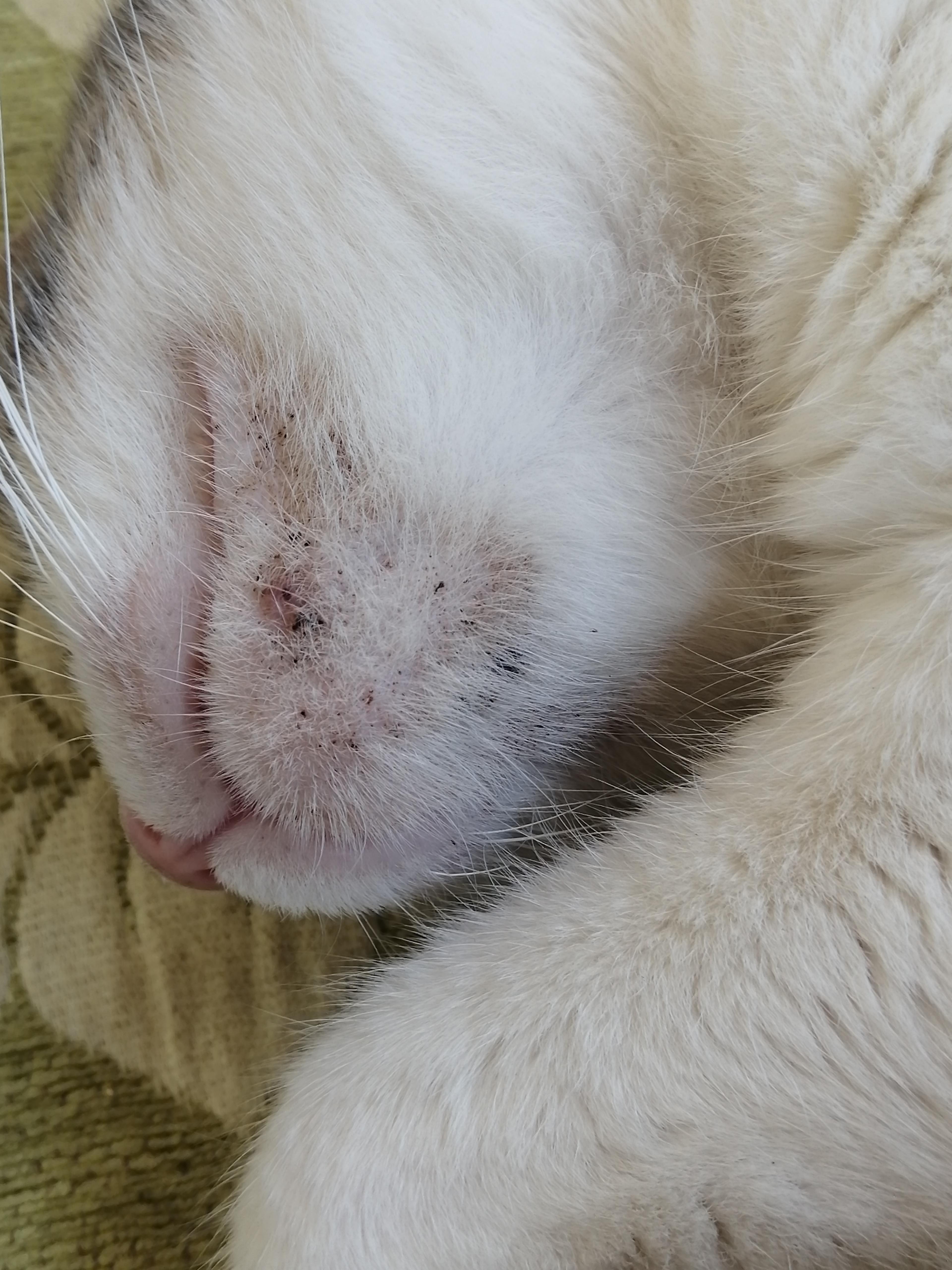 My Cat's Chin Has Black Bumps: Is It Acne & How to Treat It? | Petco