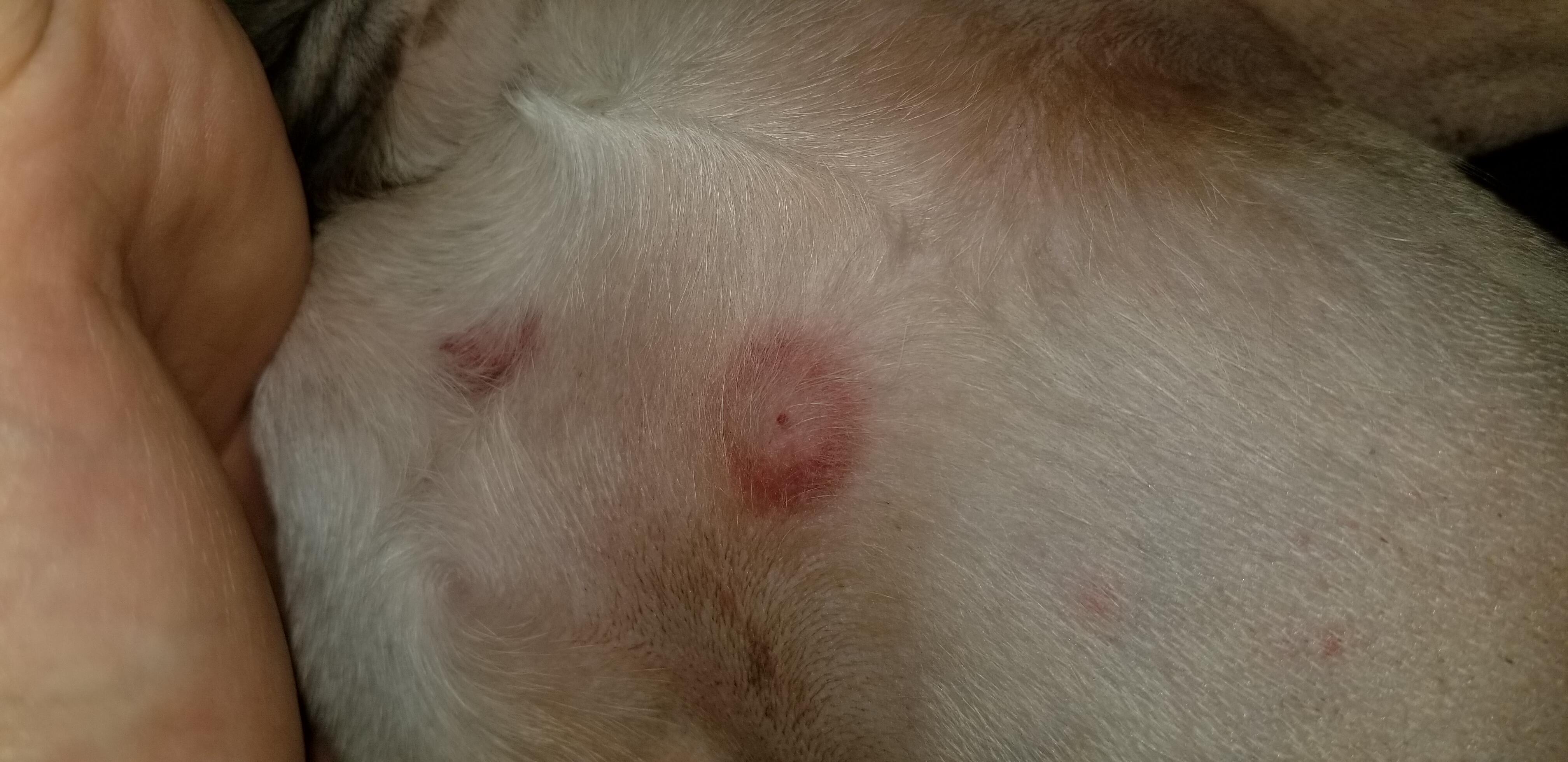 What are these flat, red, non-itchy spots on my dog's belly? | Petco