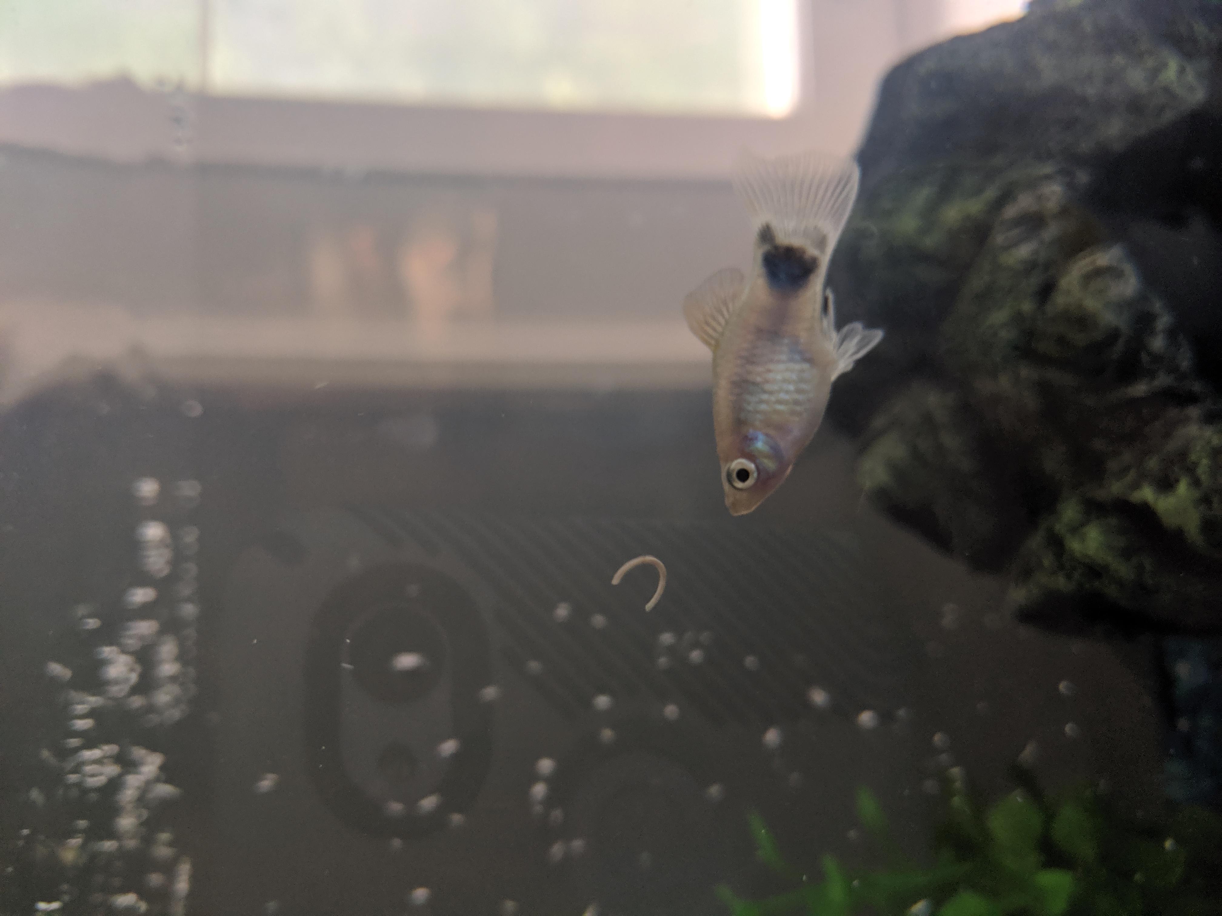 My Platy Fish Has White Poop, Is Thin, Fins Off. What Now? | Petco