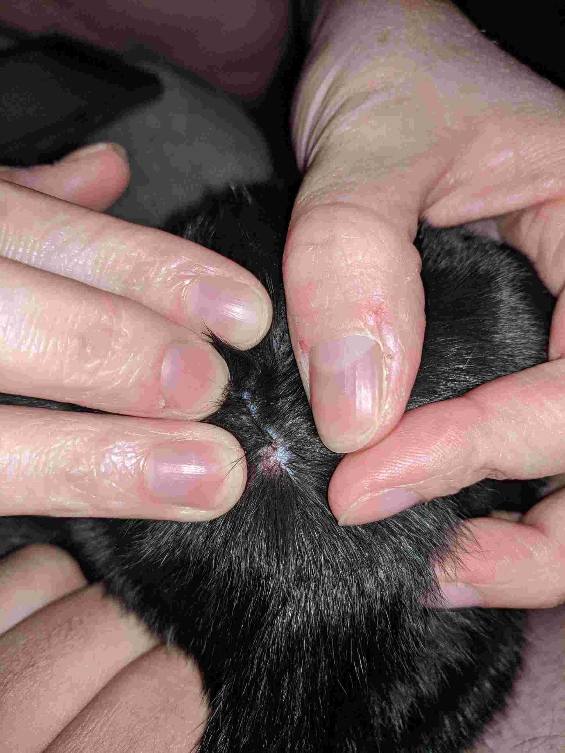 My cat has raised, scaly patches. Ringworm or dermatitis? | Petco