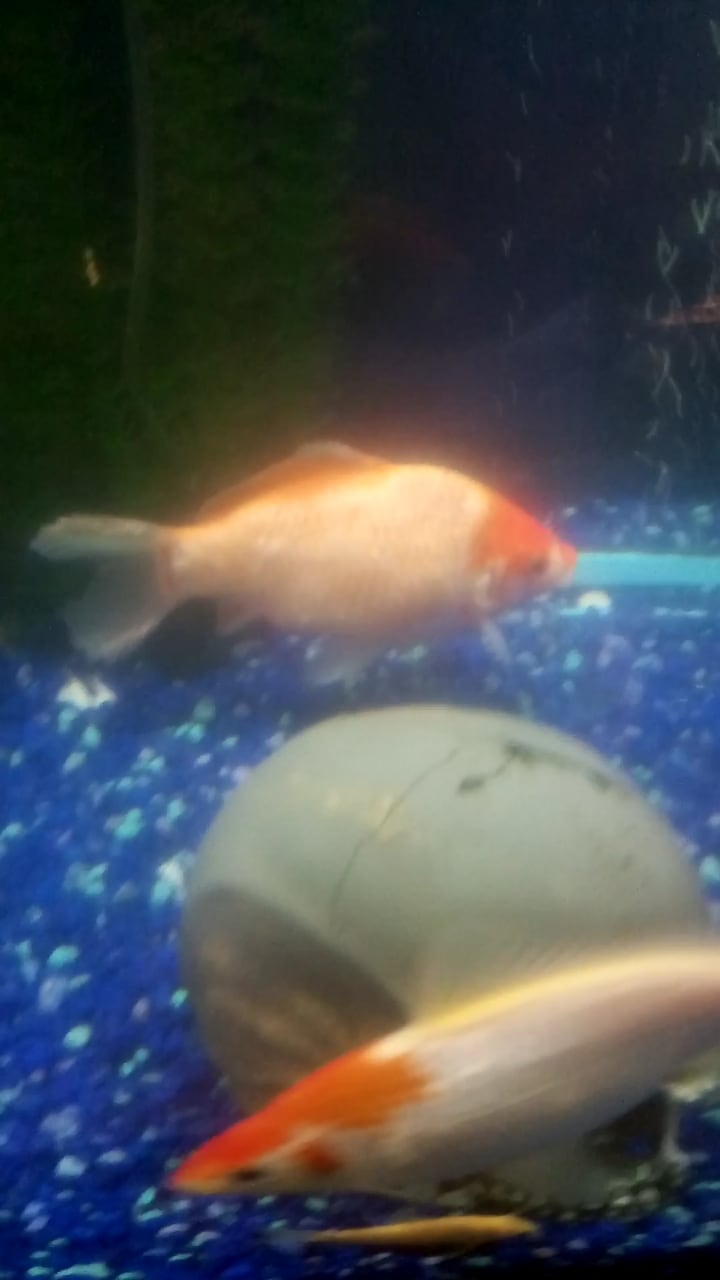My Goldfish Jumped Out? How to Treat Dried Skin Injury | Petco