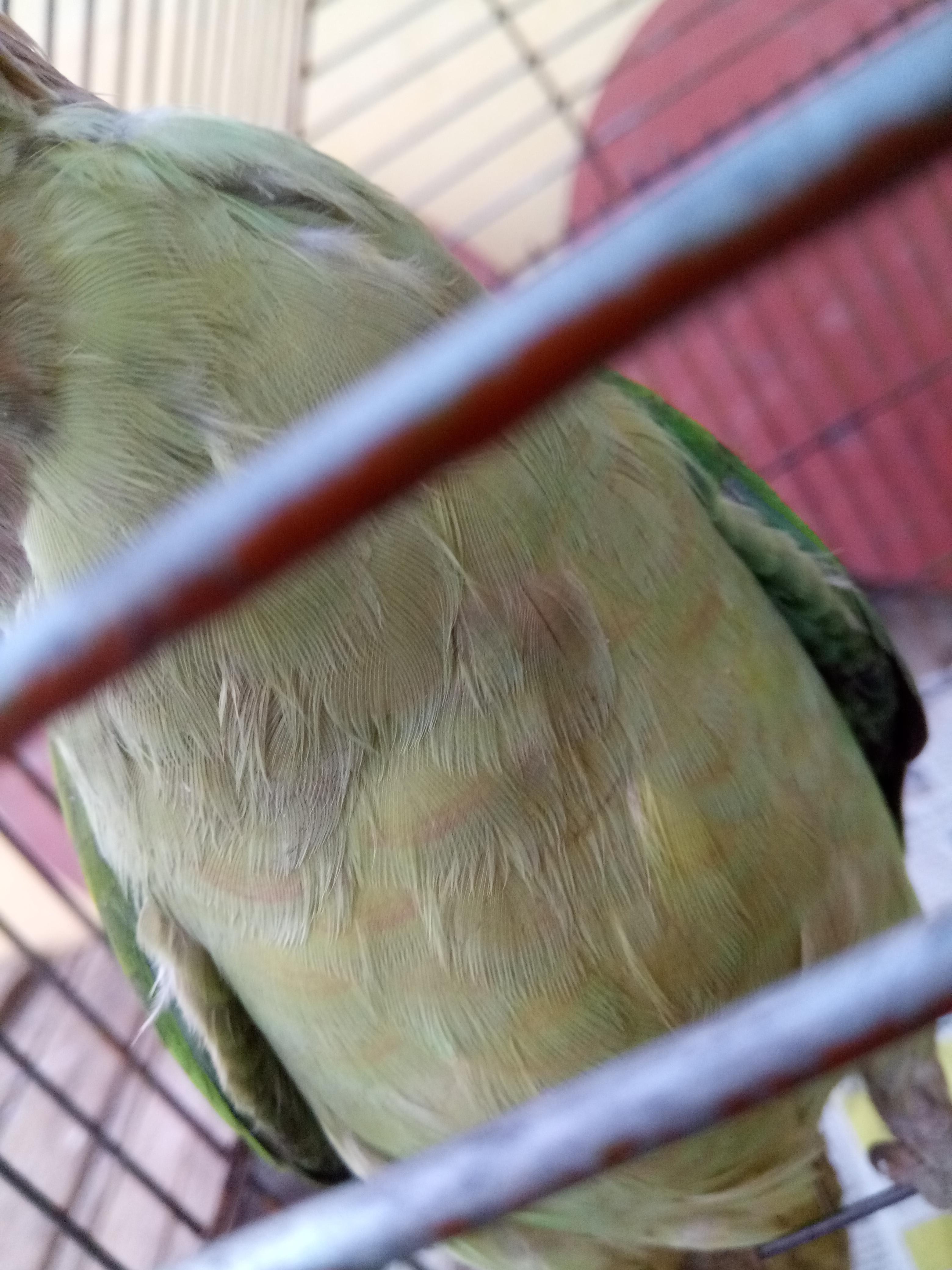 Is my 5-month-old parrot's pink skin a rash or normal growth? | Petco